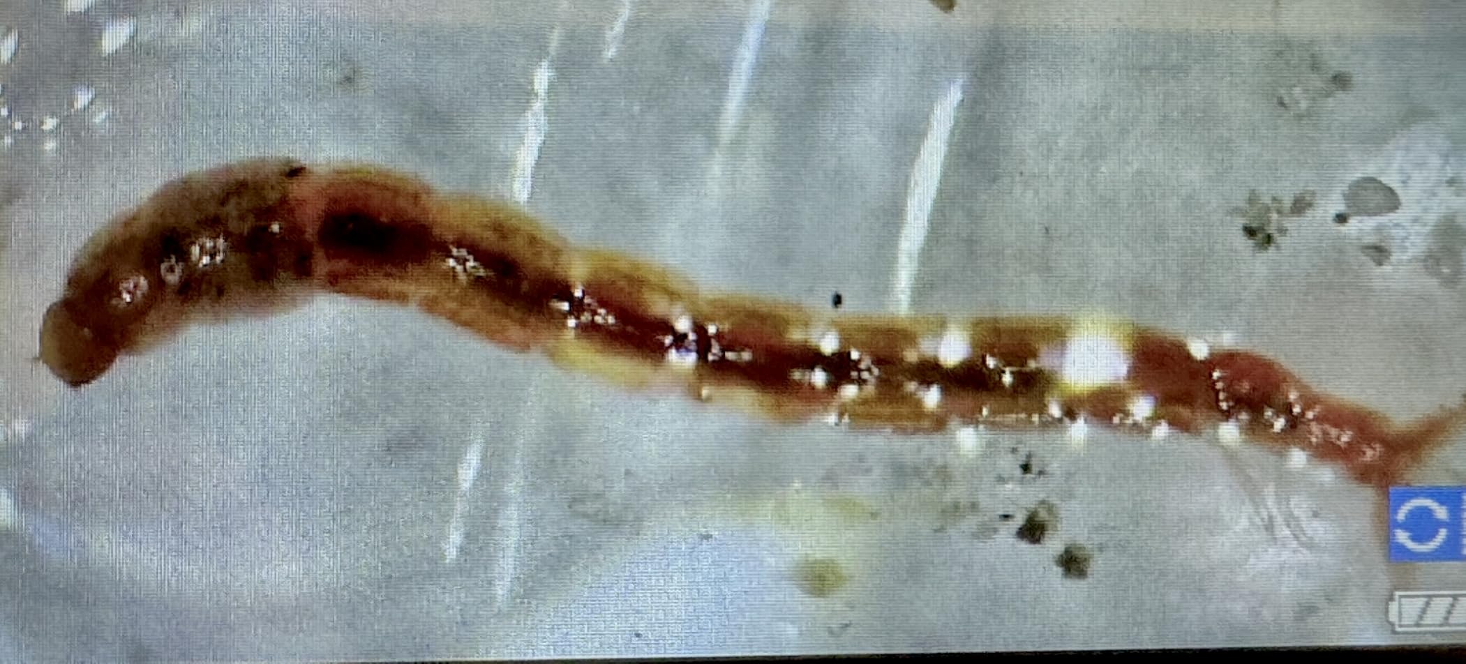 LCD Digital Microscope, 4.3 Inch 1080P 10 Megapixels, 10MP Camera Video Recorder with HD Screen, 1-1000X Magnification Zoom Wireless USB Stereo Microscope Camera customer photo 2