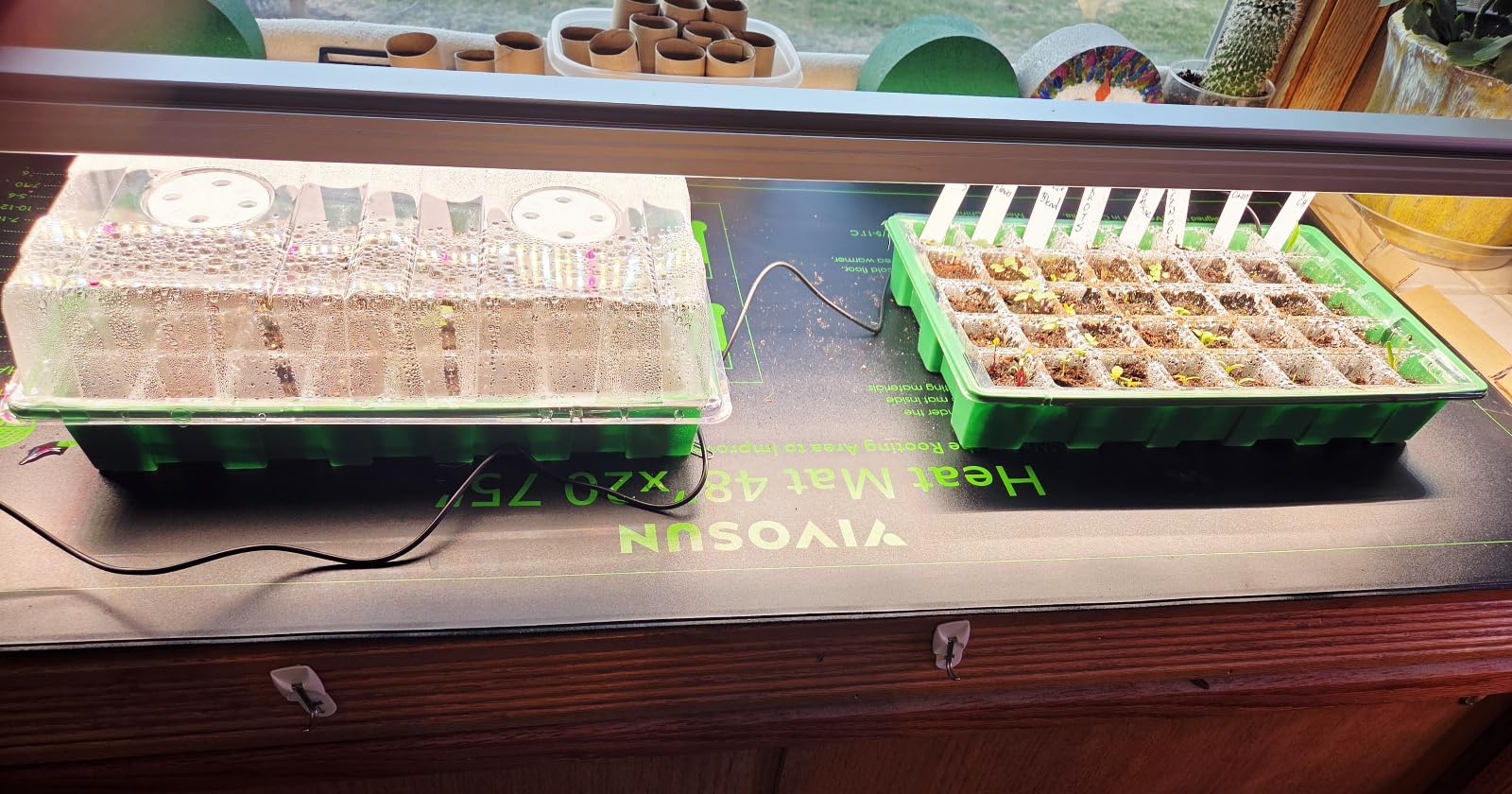 Barrina TX72 4FT Grow Lights for Seed Starting, 72W(500W Equivalent), High PPFD, Full Spectrum with 660nm Red LEDs, Linkable, Hanging Grow Lights for Indoor Plants with On/Off Switch, Veg, 1 Pack customer photo 1