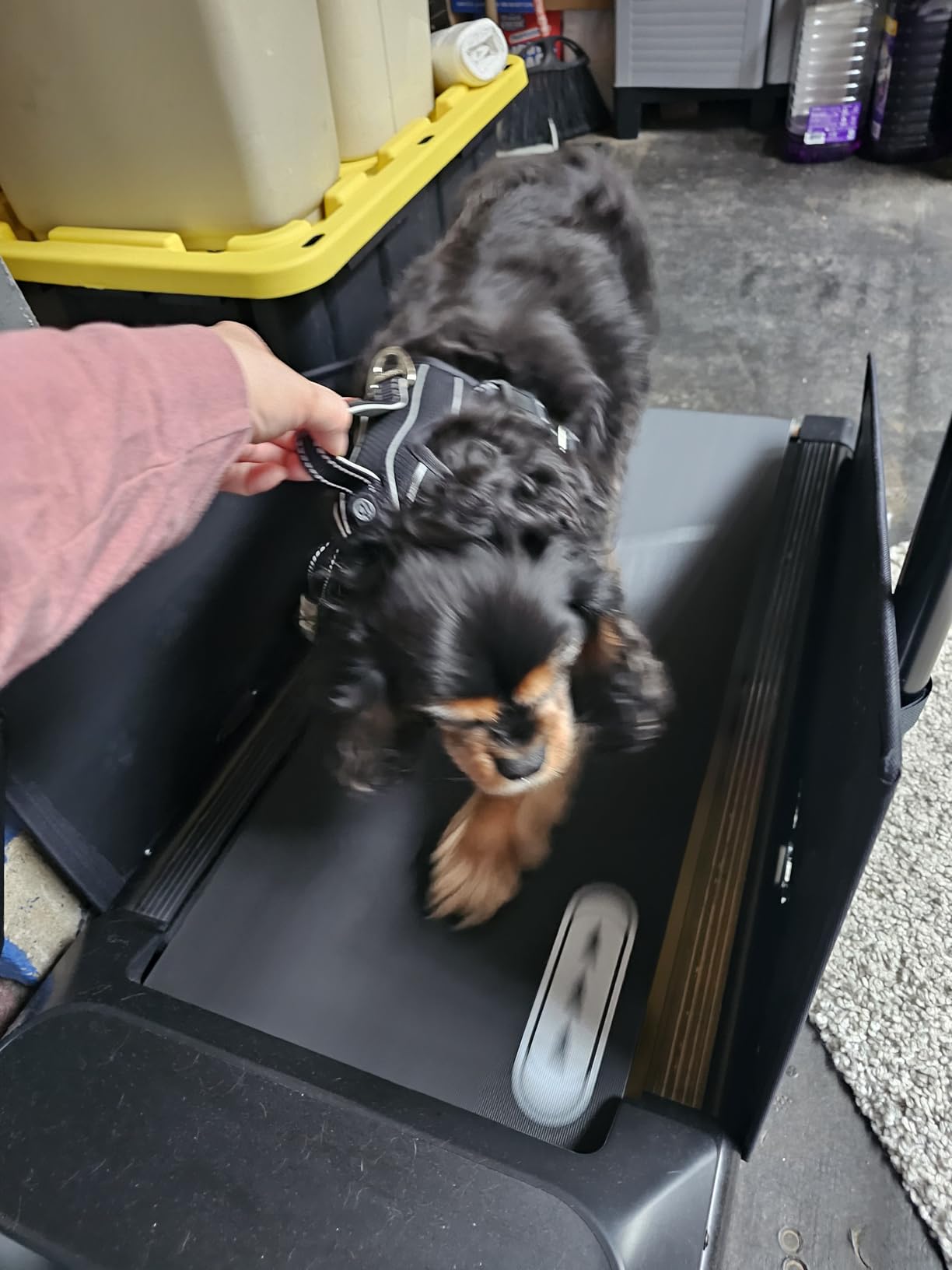 CIIHI Dog Treadmill for Medium Small Dogs - 265lbs Weight Capacity Pet Running Machine with 360 Degree Rotatable Display - 2 in 1 Treadmill for Pet Fitness with Move Wheels and Remote Control customer photo 1