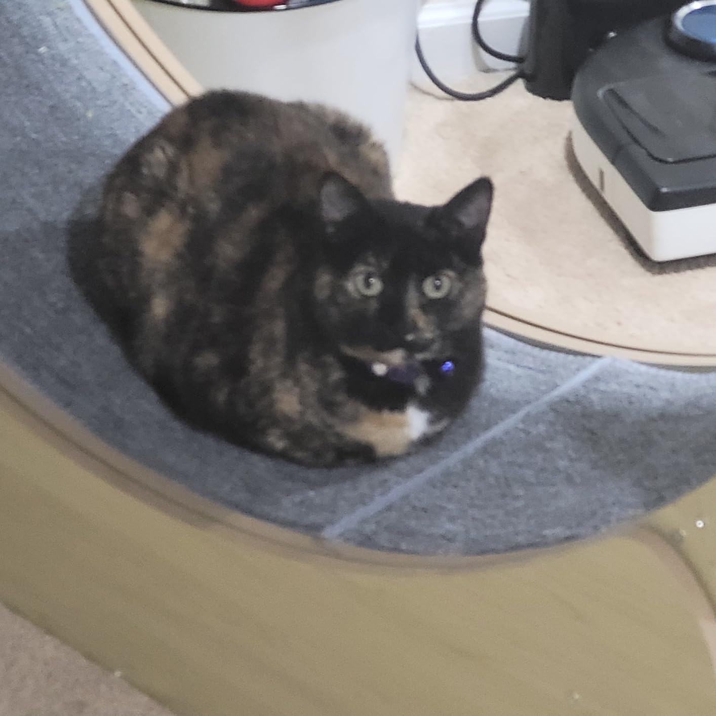 VEVOR Cat Exercise Wheel, 43.3