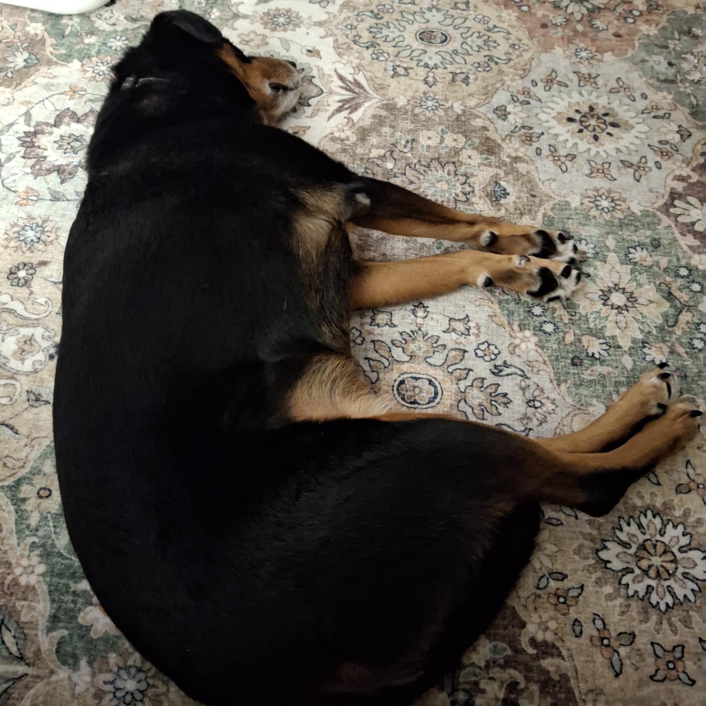 Dog Grooming Vacuum Kit - 3L Vacuum with 7 Tools, Low Noise Electric Clipper and Brush for Pet Shedding at Home, White customer photo 1