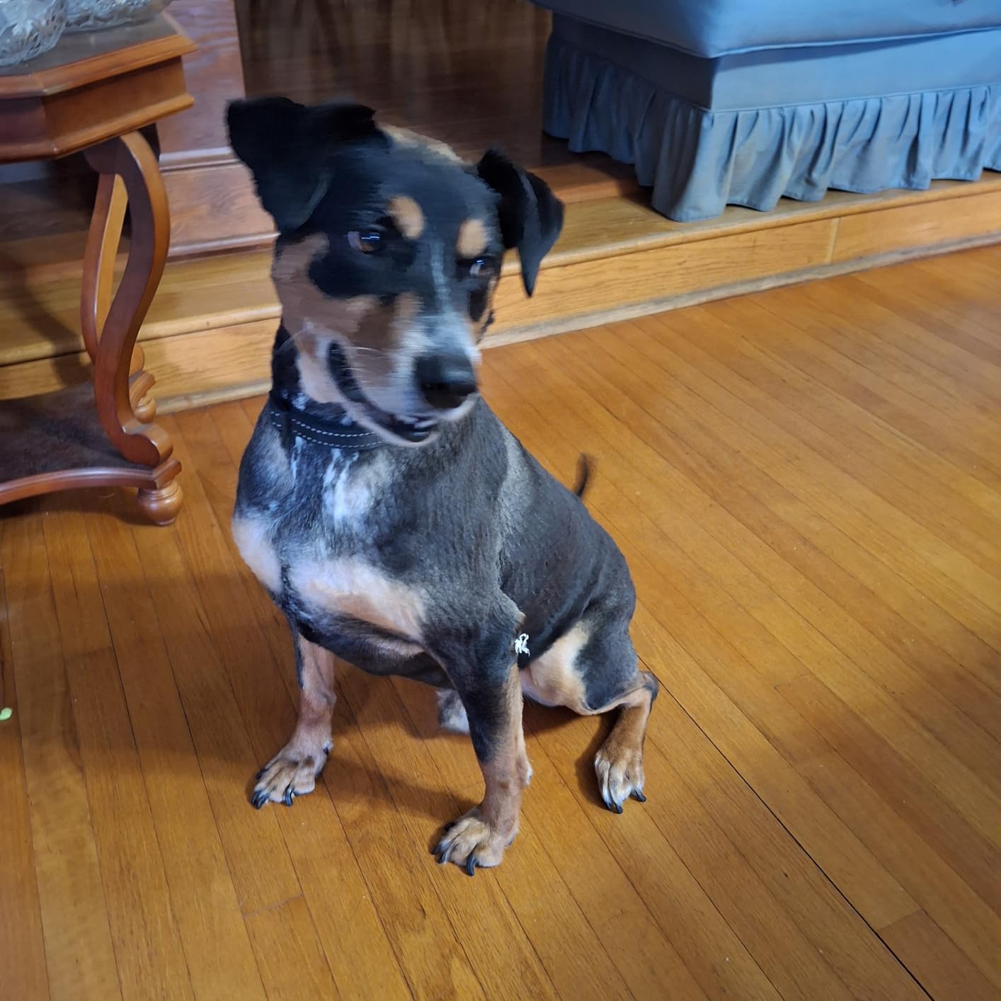 Dog Grooming Vacuum Kit - 3L Vacuum with 7 Tools, Low Noise Electric Clipper and Brush for Pet Shedding at Home, White customer photo 2