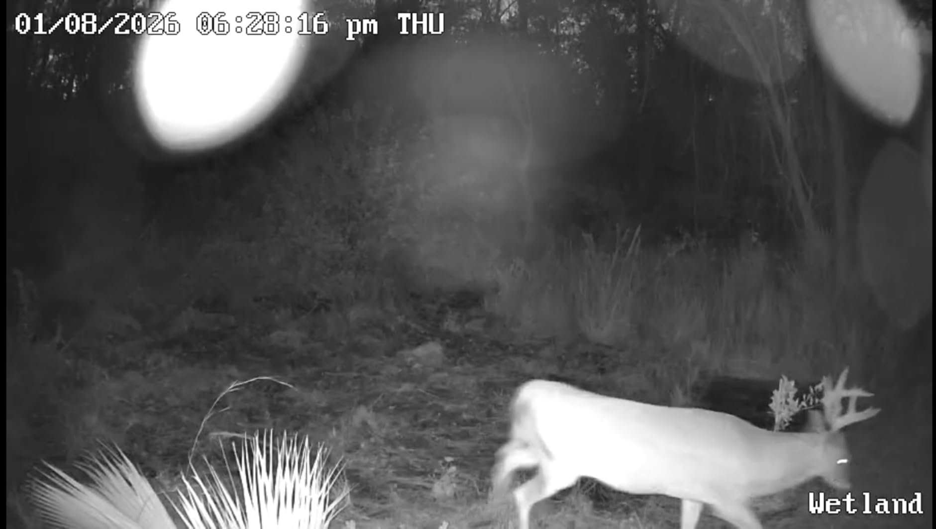 REOLINK 4K Cellular Trail Camera, 3G/4G LTE, 360 4K HD Full View, 32GB SD+SIM Card Included, Animal Recognition, No-Glow IR, Smart Motion Activated, Go Ranger PT+Solar Panel, Updated Version customer photo 2