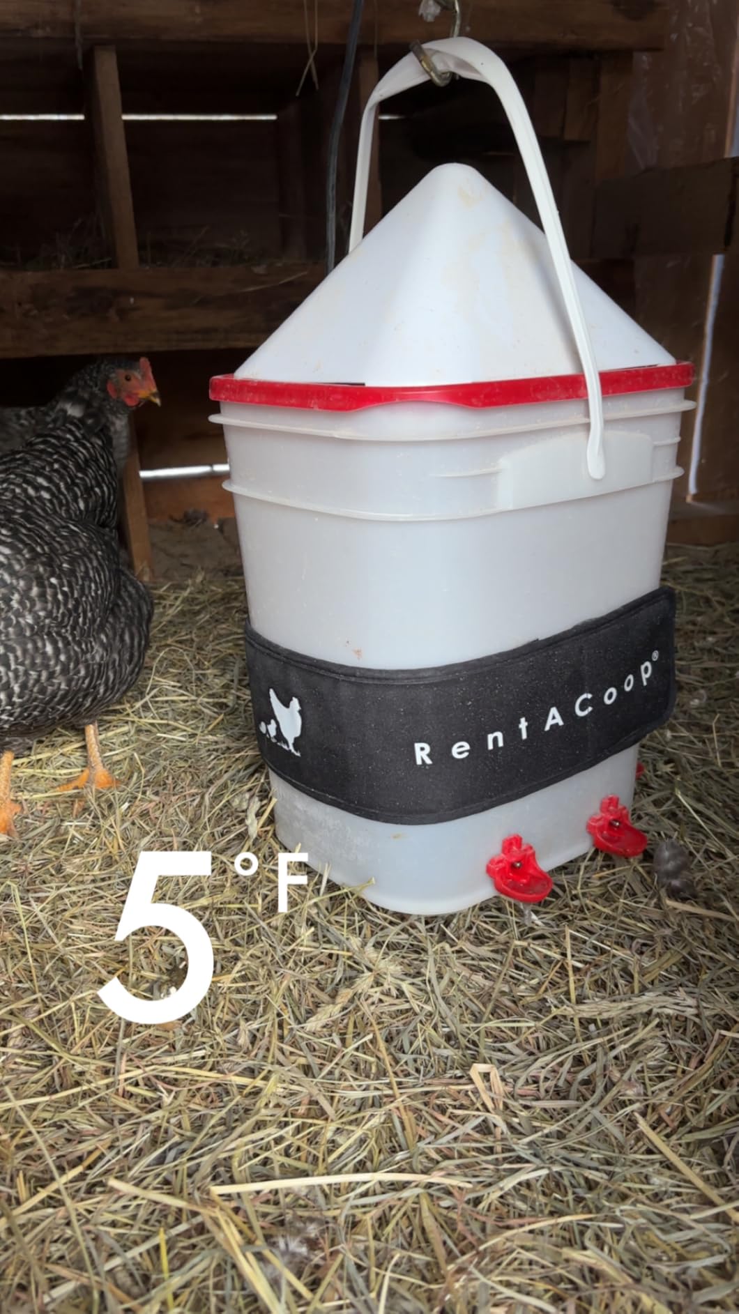 RentACoop Heated Chicken Waterer Belt for Winter, Thermo Bucket Heater Strap LG with Insulated Wrap for 2-5 Gal, 40W Energy Efficient, Safe to -10F, Auto Thermostat customer photo 1