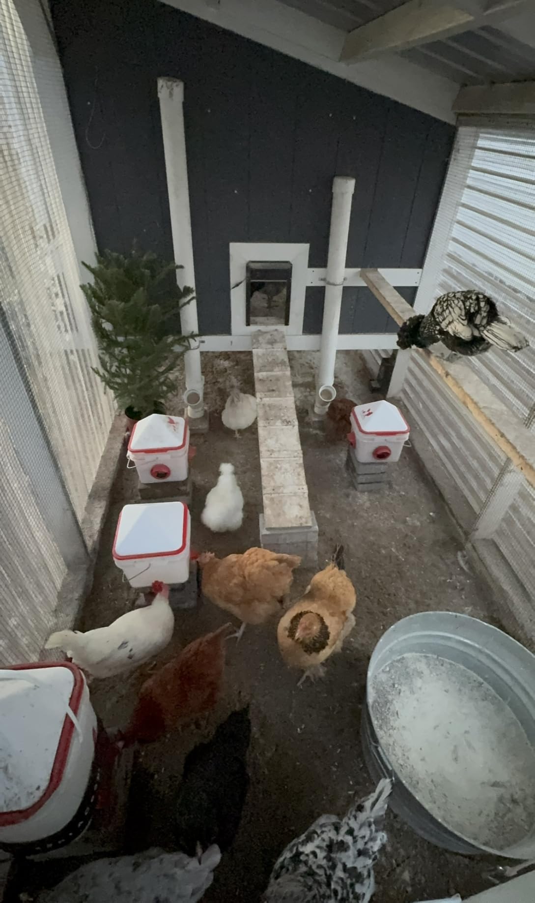 RentACoop Heated Chicken Waterer Belt for Winter, Thermo Bucket Heater Strap LG with Insulated Wrap for 2-5 Gal, 40W Energy Efficient, Safe to -10F, Auto Thermostat customer photo 2