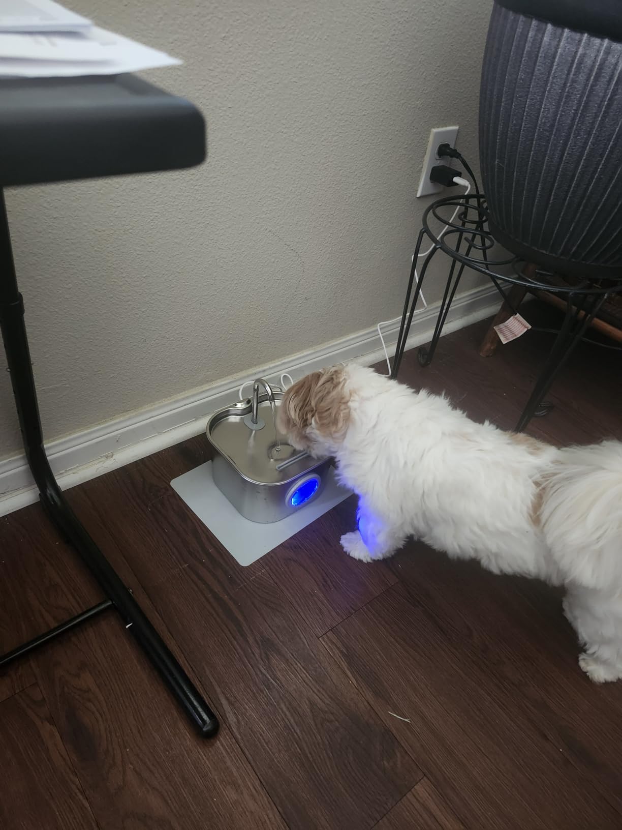 Cat Water Fountain Stainless Steel: Pet Fountains for Cats/Dog Indoor Automatic Waterer Bowls for Drinking Small Animal Water Dispenser Metal Pets Watering Faucet Bottle Auto Kitty Watering Supplies customer photo 2