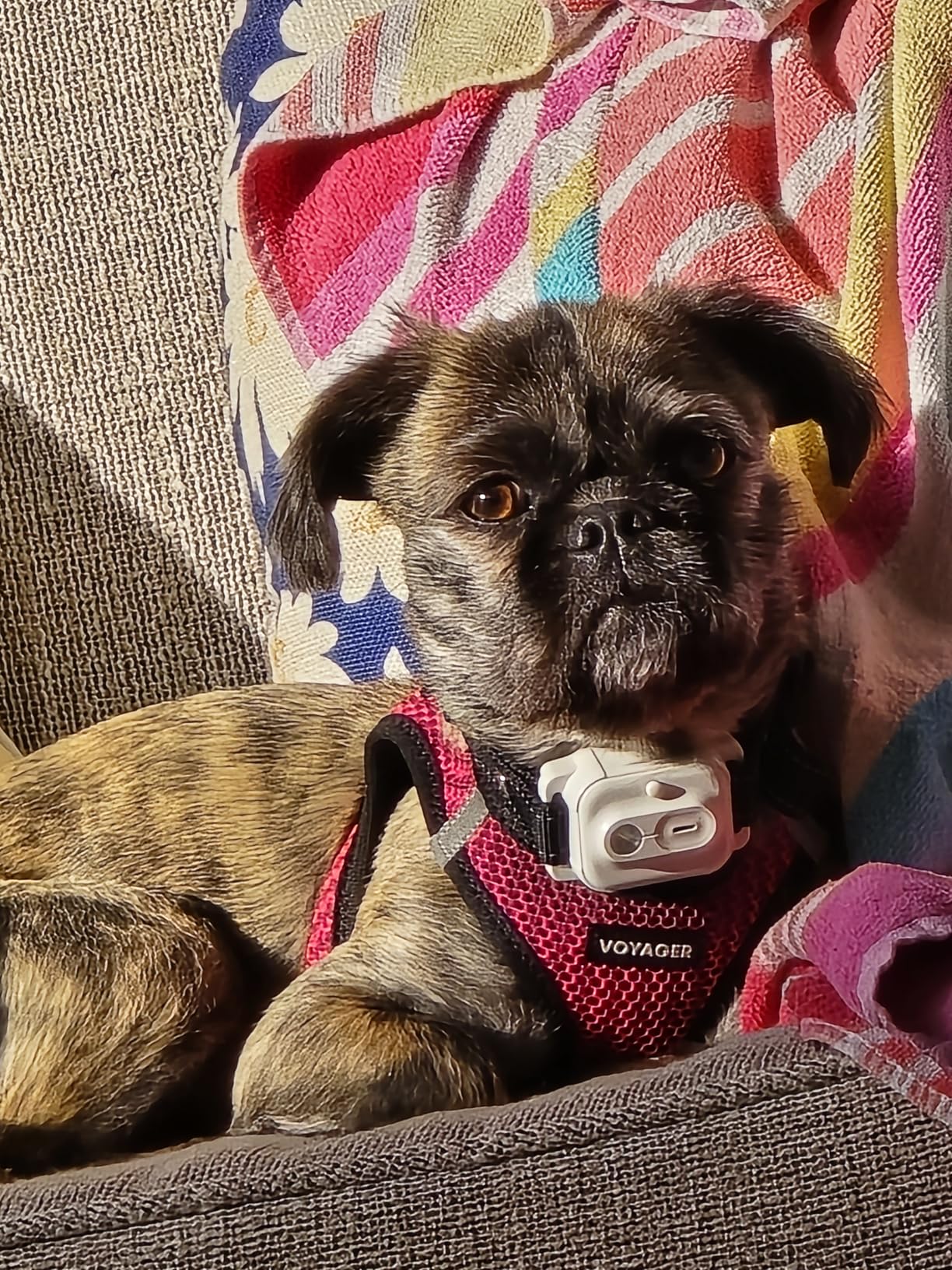 Dog Shock Collar, 3300ft Dog Training Collar with Remote, IPX7 Waterproof Rechargeable Sleek Modern Shock Collar for Small, Medium, Large Dogs with Beep, Vibration, Safety Shock, Light Mode, 8-120 lbs customer photo 1