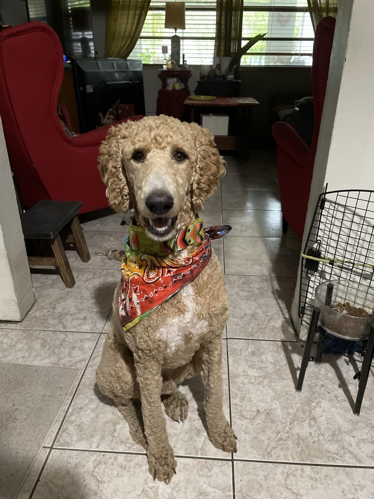 Dog Shock Collar, 3300ft Dog Training Collar with Remote, IPX7 Waterproof Rechargeable Sleek Modern Shock Collar for Small, Medium, Large Dogs with Beep, Vibration, Safety Shock, Light Mode, 8-120 lbs customer photo 2