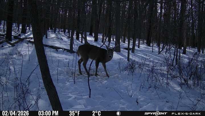 SPYPOINT Flex-S-Dark Solar Cellular Trail Camera - Built-in Solar Panel, 40MP Photos, 1080p Videos + Sound, No-Glow Game Camera, Night Vision, Motion Activated Trail Cam customer photo 1