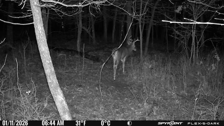 SPYPOINT Flex-S-Dark Solar Cellular Trail Camera - Built-in Solar Panel, 40MP Photos, 1080p Videos + Sound, No-Glow Game Camera, Night Vision, Motion Activated Trail Cam customer photo 2