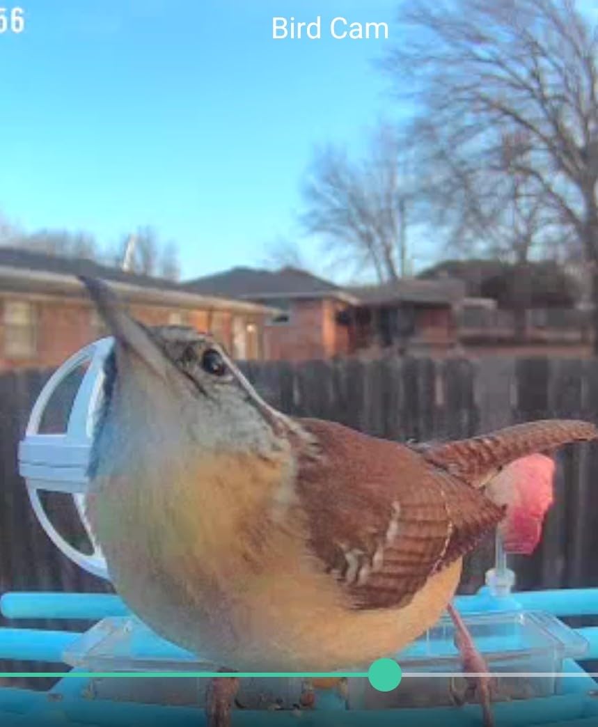 Bird Feeder with Camera 2K HD AI Smart Identify BirdSpecies Solar Panel Outdoors Birdhouse with Cam, Instant Arrival Alerts, Capture BirdVideo, Gifts for Mom Dad customer photo 1