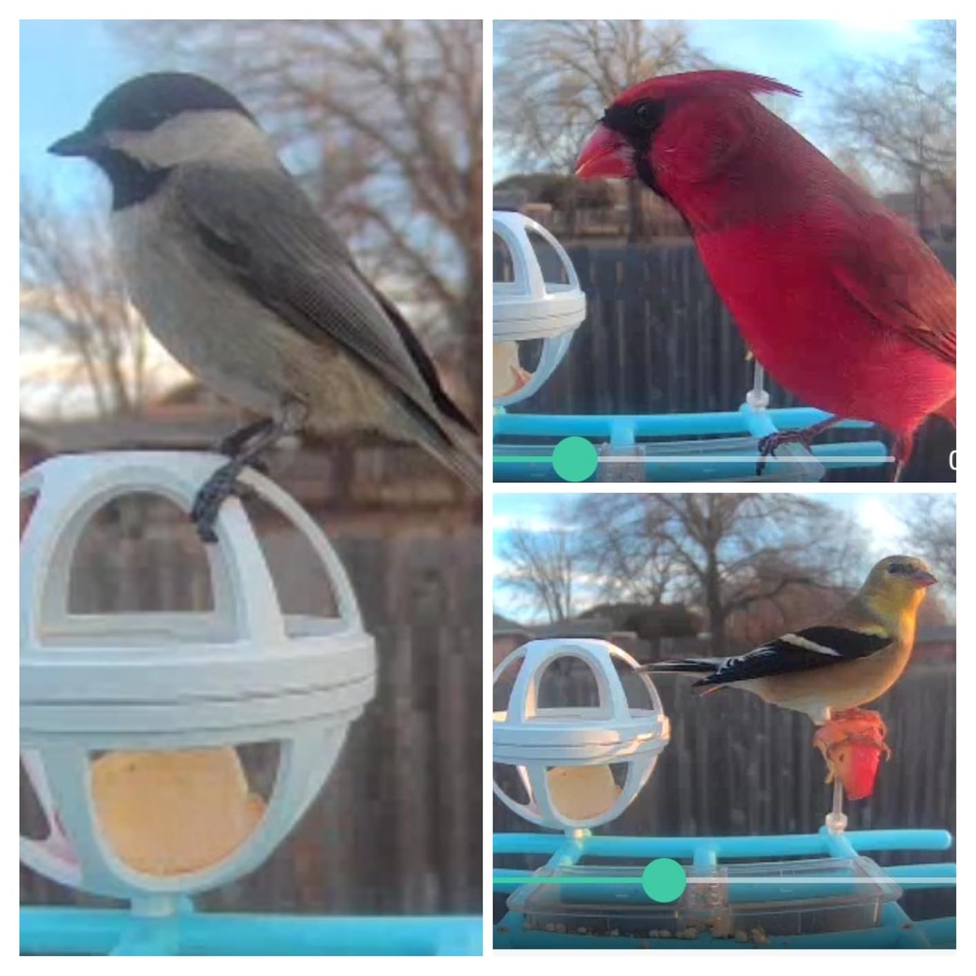 Bird Feeder with Camera 2K HD AI Smart Identify BirdSpecies Solar Panel Outdoors Birdhouse with Cam, Instant Arrival Alerts, Capture BirdVideo, Gifts for Mom Dad customer photo 2