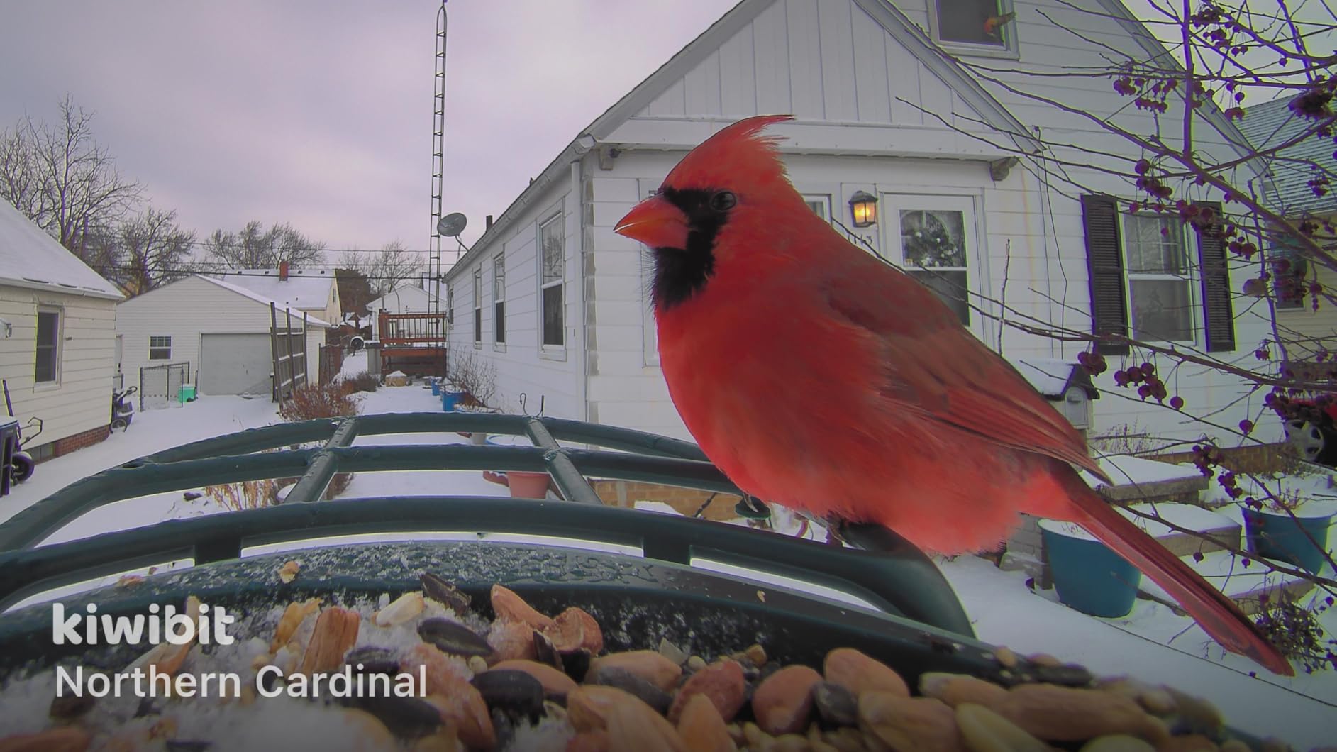 Beako Smart Bird Feeder with 4K Camera Solar Powered for Outdoors - UHD Live Stream for Birdwatching, AI Identification 10,000+ Bird Species, Real-Time Motion Detection, Ideal Gift for BirdLovers customer photo 1