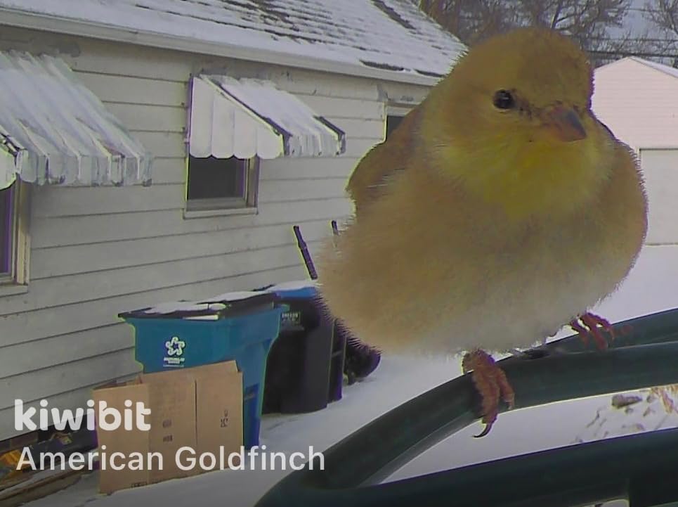 Beako Smart Bird Feeder with 4K Camera Solar Powered for Outdoors - UHD Live Stream for Birdwatching, AI Identification 10,000+ Bird Species, Real-Time Motion Detection, Ideal Gift for BirdLovers customer photo 2