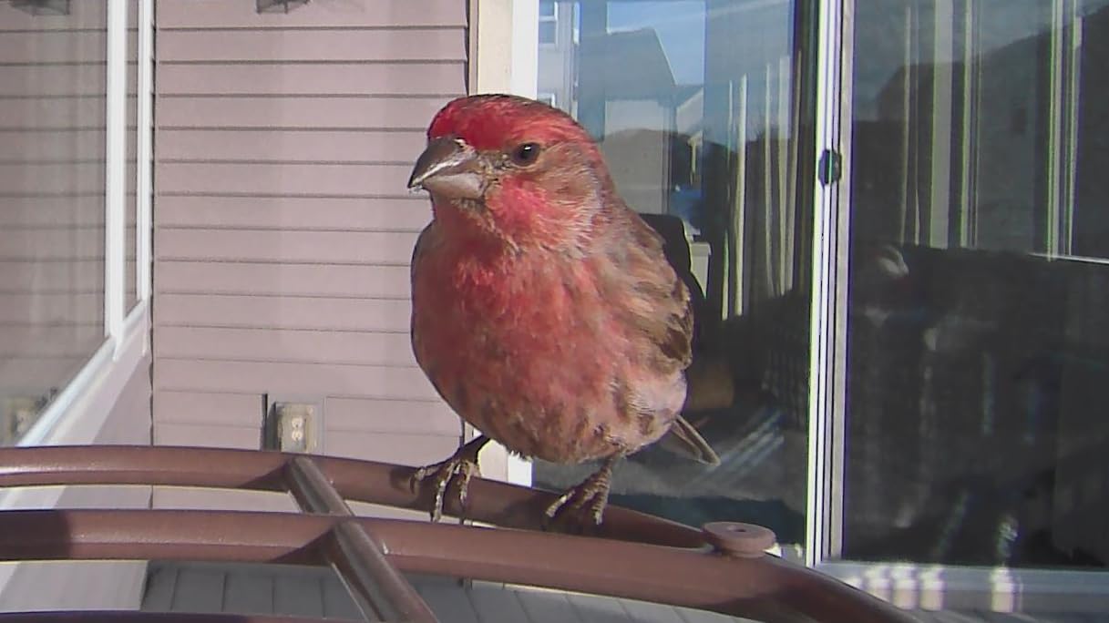 Beako Smart Bird Feeder with Camera No Subscription, Lifetime AI Feature Included, Solar Panel - 4K Video Live Stream, 8MP Photos, Bird Species AI Identification, Bird Notification, Easy Setup customer photo 2