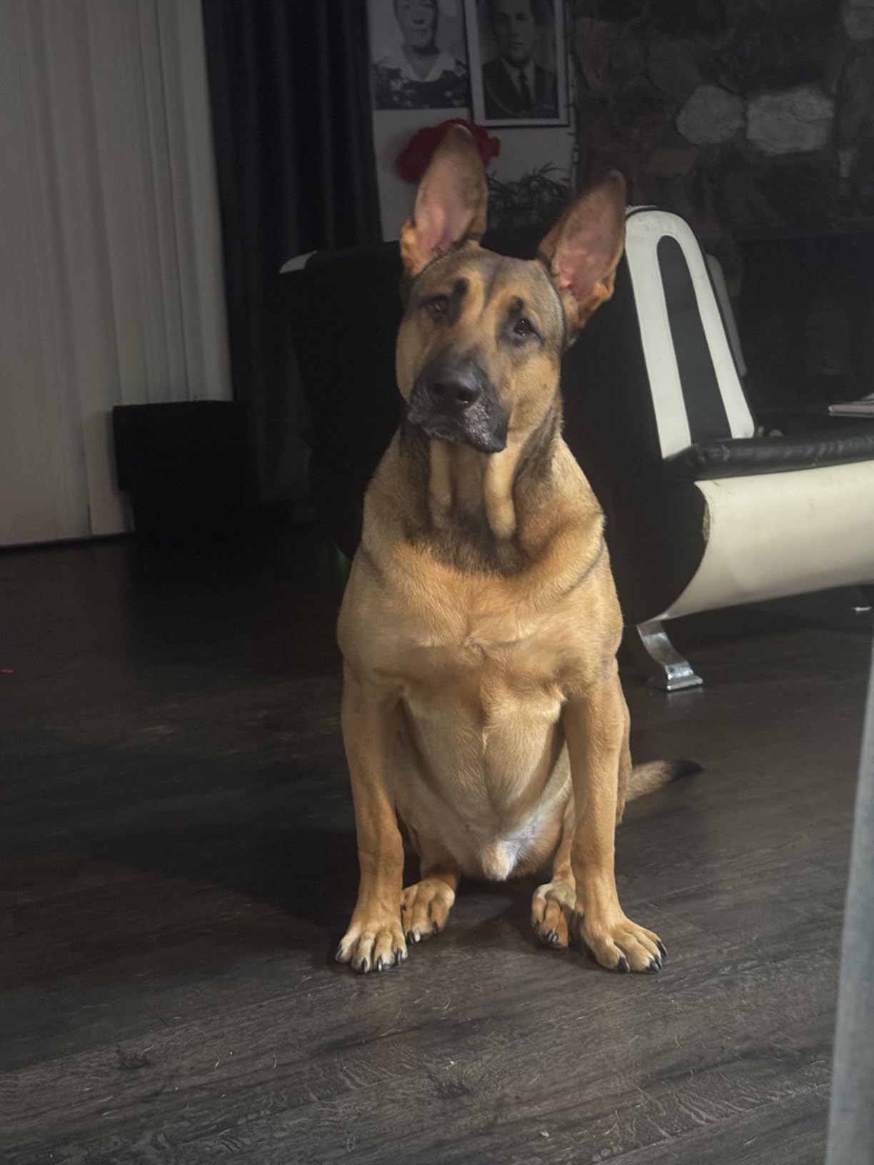 Adjustable Ultrasonic Dog Trainer - World's First Variable Frequency Pet Behavior Corrector with 10 Level Ultra Sound, 18 Dog Whistles, Anti-Bark Flashlight, Humane Dog Deterrent (Orange) customer photo 2