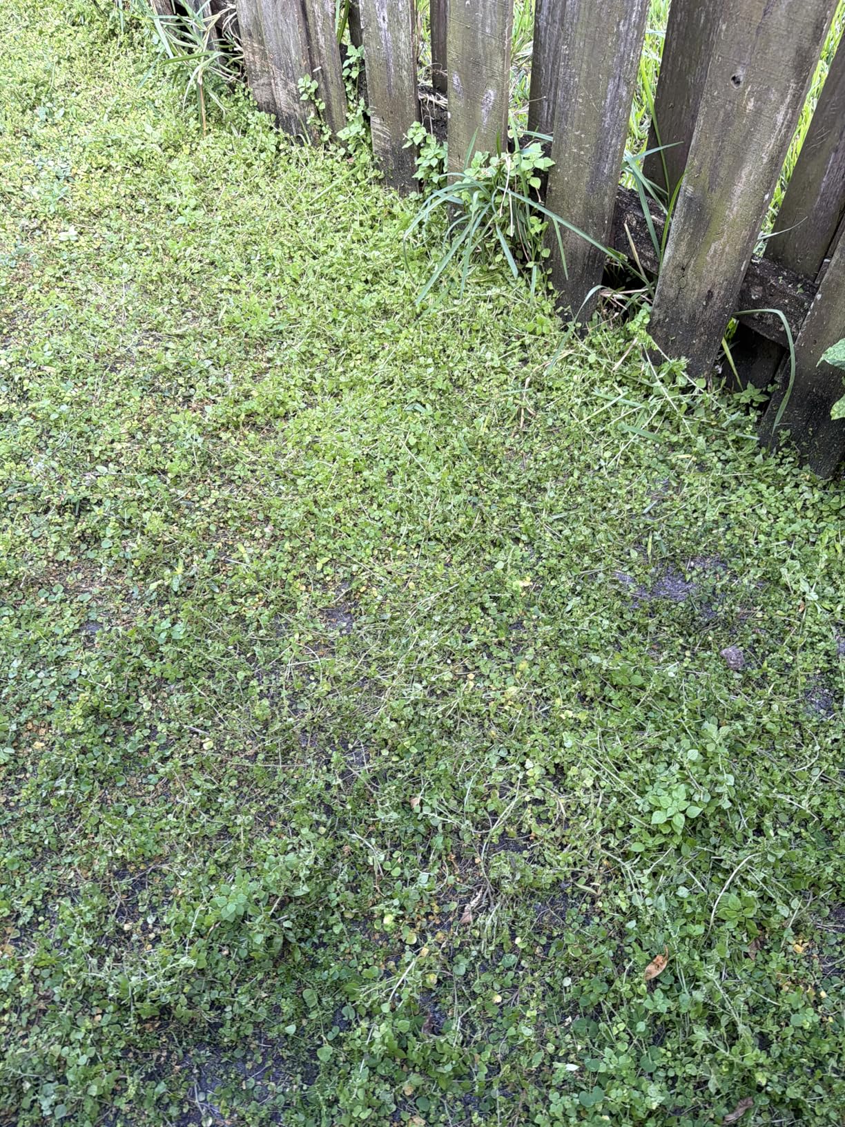 20V Cordless String Trimmer, Two 2.0Ah Battery Powered with Fast Charger, 12'' Grass Cutter with Auto Line Feed, 3-in-1 Electric Lawn Mower Grass Trimmer&Edger Lawn Tool with 8 Lines for Yard, Garden customer photo 2