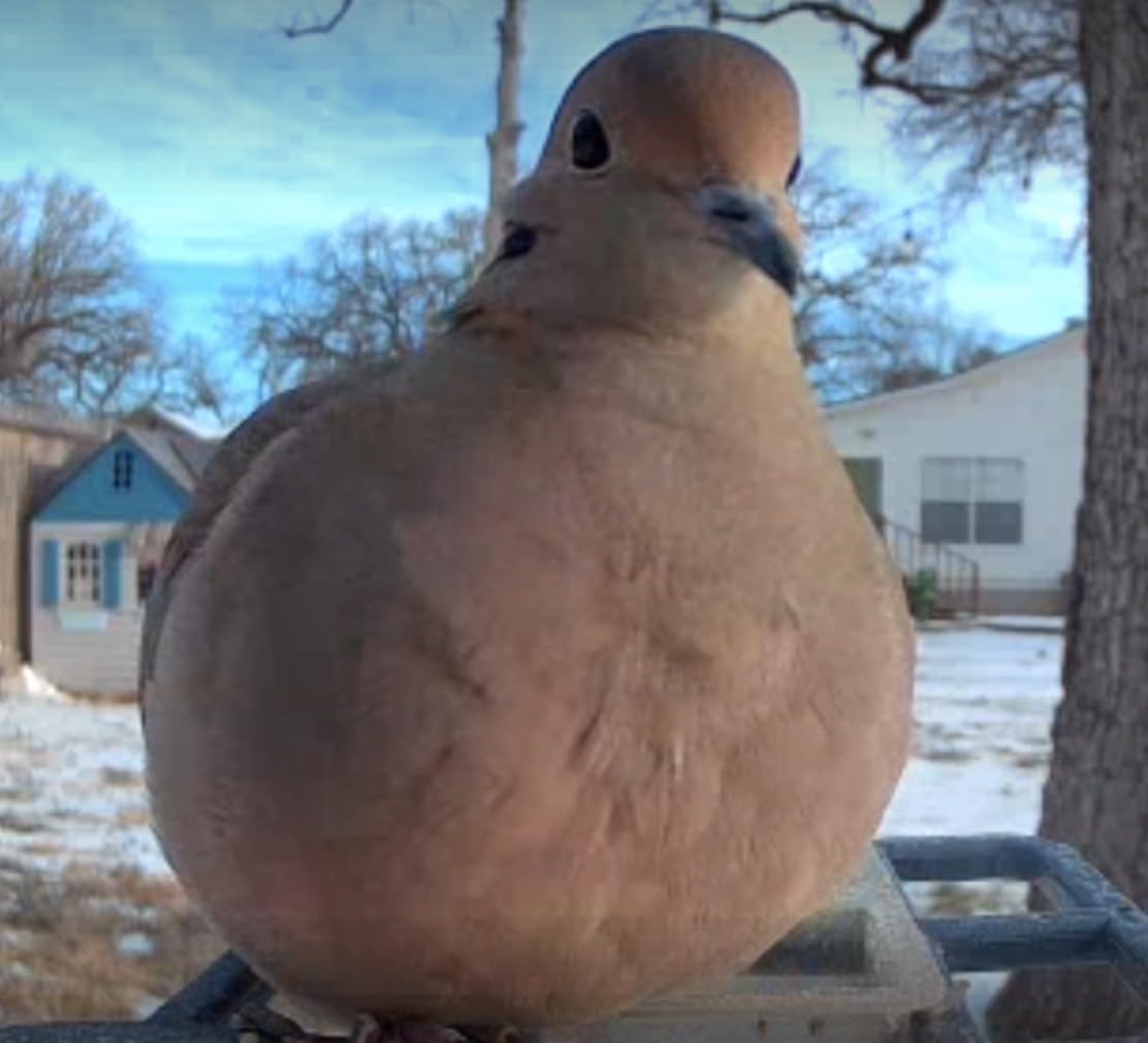 Bird Feeder with Camera, Smart AI Bird Identification & Solar Panel,2K HD Live View Instant Alerts, Auto Capture, Weatherproof Outdoors Garden Camera, for Birds Lovers customer photo 1