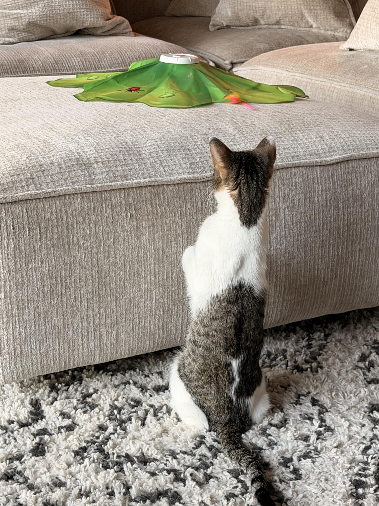 FEELNEEDY Rechargeable Cat Toys, 2 in 1 Hide and Seek Game Interactive Cat Toy, Movable LED Red Dot, Moving Concealed Feathers customer photo 1