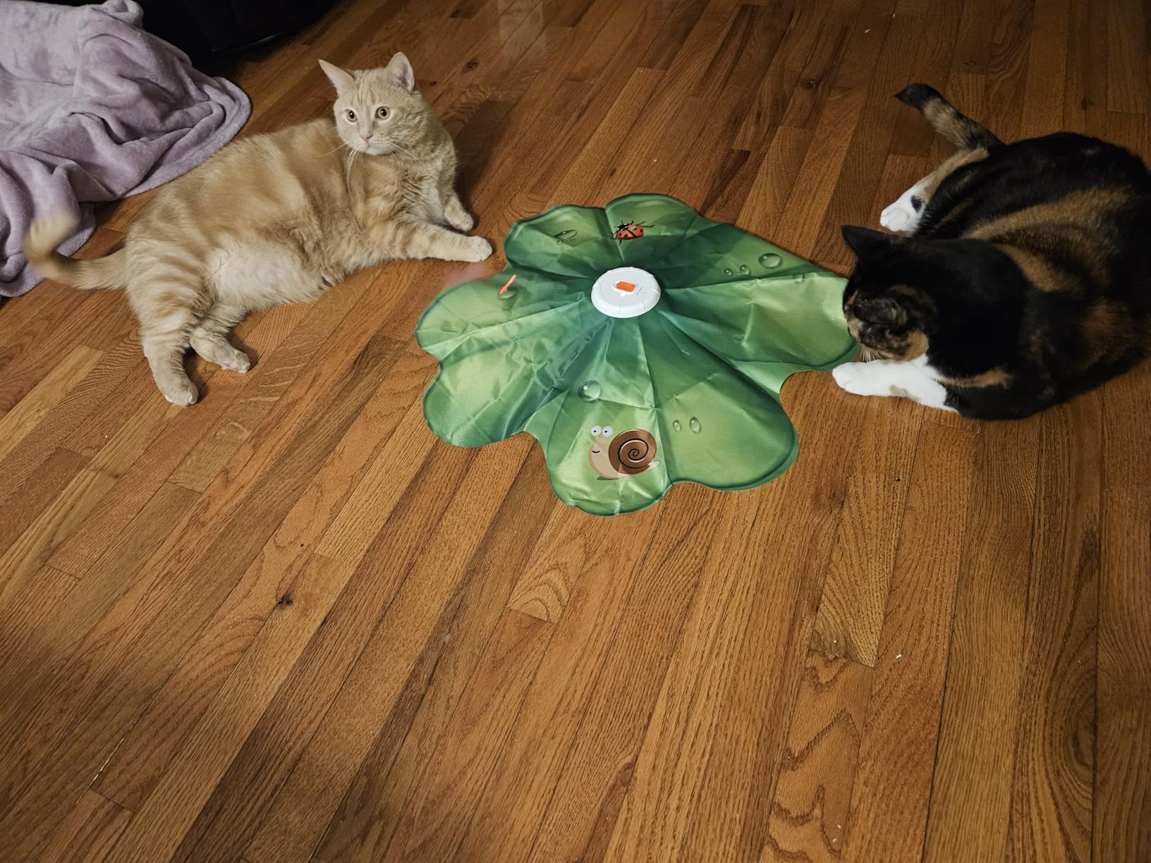 FEELNEEDY Rechargeable Cat Toys, 2 in 1 Hide and Seek Game Interactive Cat Toy, Movable LED Red Dot, Moving Concealed Feathers customer photo 2