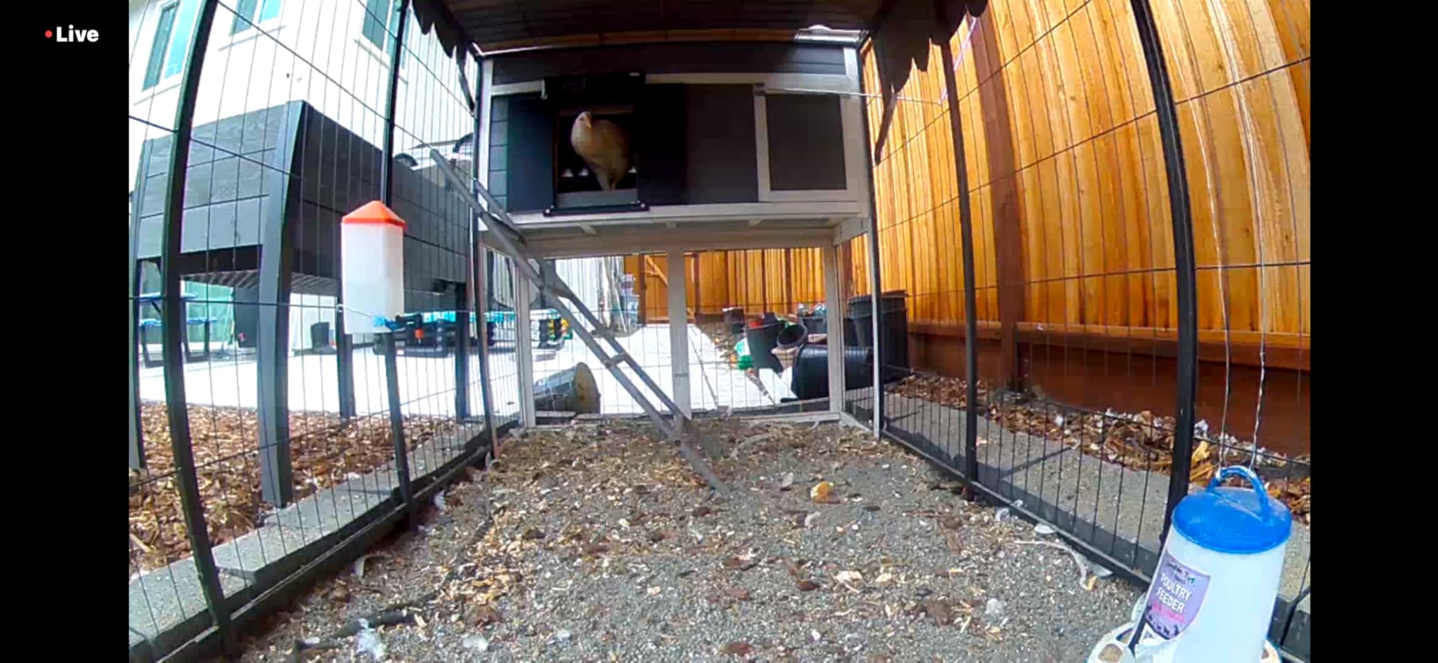 Extra Large Automatic Chicken Coop Door Solar Power,Anti-Pinch Horizontally Cold Weather Electric Chicken Door with Timer,Light Sensor,Aluminum Auto Chicken Door Opener with Remote Control customer photo 1