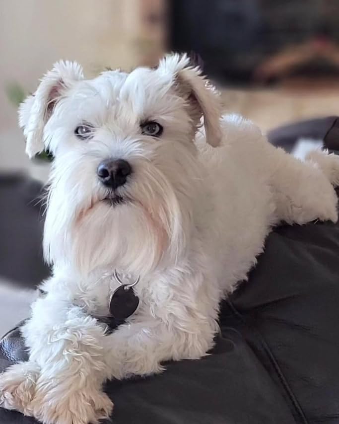 Dog Bark Deterrent Device 3X Anti Barking Device for Dogs, 5 Modes Stop Neighbors Dog Barks No More Safe for All Dogs 50FT Bark Control Indoor Outdoor with Flashlight,Dog Training Device customer photo 2