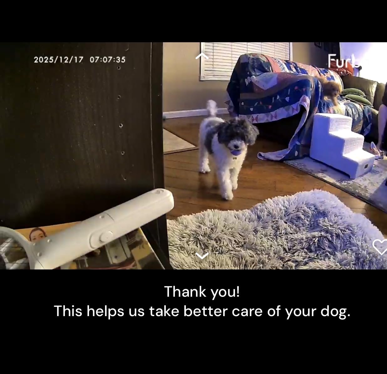 Furbo Mini 360 Degree [Subscription Required] New 2K QHD Pet Camera - Unlock w/Paid Plan: Dog & Cat Safety Alerts, Rotating Treat Toss, 2-Way Speaker customer photo 1