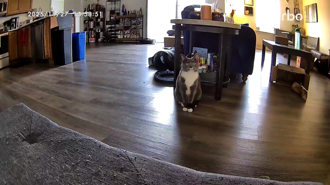 Furbo Mini 360 Degree [Subscription Required] New 2K QHD Pet Camera - Unlock w/Paid Plan: Dog & Cat Safety Alerts, Rotating Treat Toss, 2-Way Speaker customer photo 2