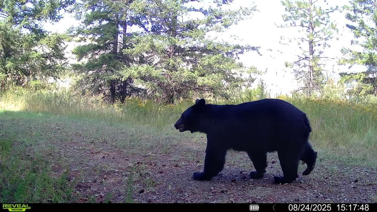 TACTACAM Reveal Ultra Cellular Trail Camera: 4K Photo, 1080p Video, Live View, GPS Tracking-Enabled, Switchable No-Glow/Low-Glow Flash, LTE Connectivity, LCD Screen - Best Hunting, Game Camera customer photo 1