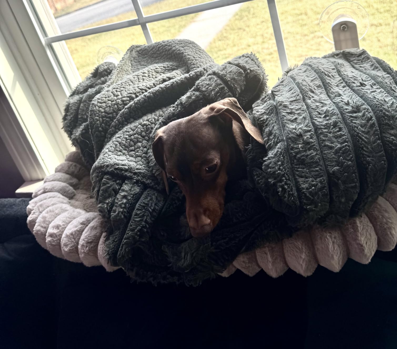 Zakkart SnugCloud Foldable Cat Window Perch - Cordless, Ultra Soft Machine Washable Bed with 4-Sided Bolster, Metal Frame - Window Hammock for Large Cats and Kittens (Cream White, Medium) customer photo 1