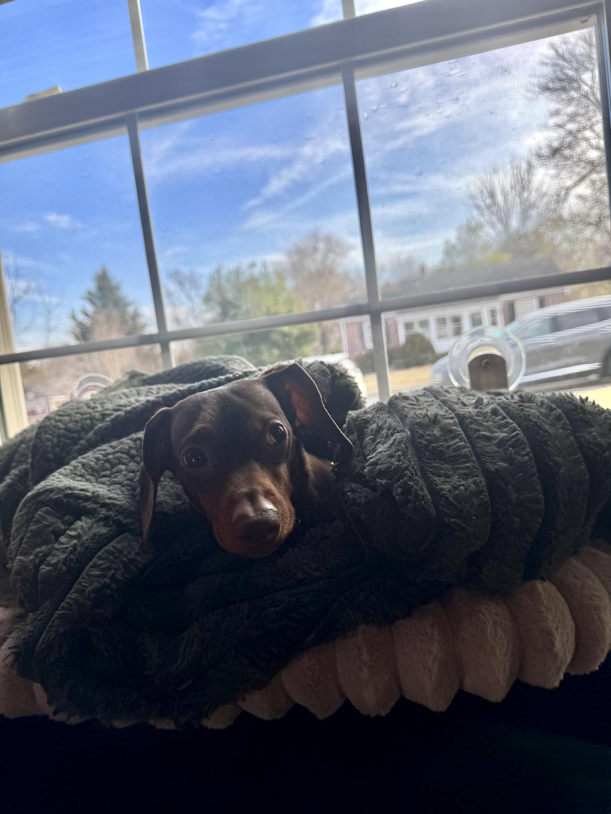 Zakkart SnugCloud Foldable Cat Window Perch - Cordless, Ultra Soft Machine Washable Bed with 4-Sided Bolster, Metal Frame - Window Hammock for Large Cats and Kittens (Cream White, Medium) customer photo 2