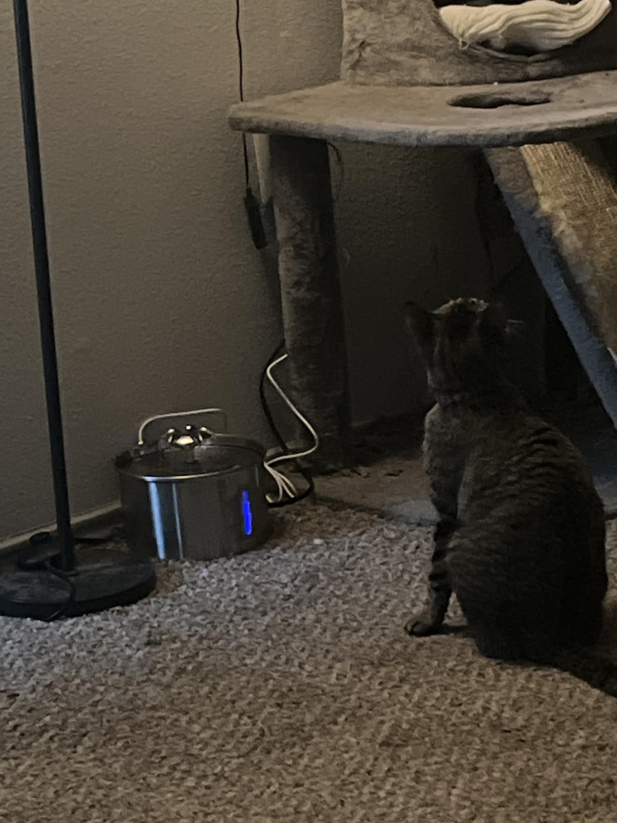 Cat Water Fountain Stainless Steel - 74oz/2.2L Pet Gift Dog Water Dispenser Automatic Silent Cats Dispenser for Drinking Indoor Metal Kitty Spout Fountains with 3 Filters & 3 Sponges Cat Dogs Gifts customer photo 2