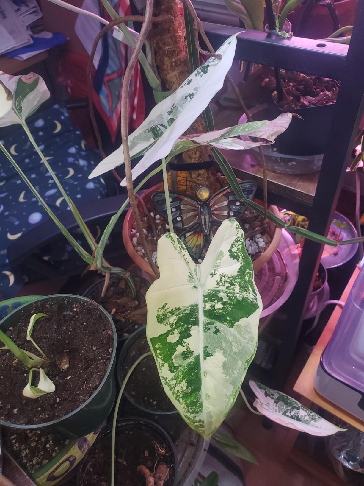 Automatic Watering System Dual Pump for Indoor Plants, Built-in Rechargeable Battery, Two Independent Water Zones, Worry-Free Vacation Drip Irrigation Kit, Water-Saving Smart Plant Waterer, White customer photo 2