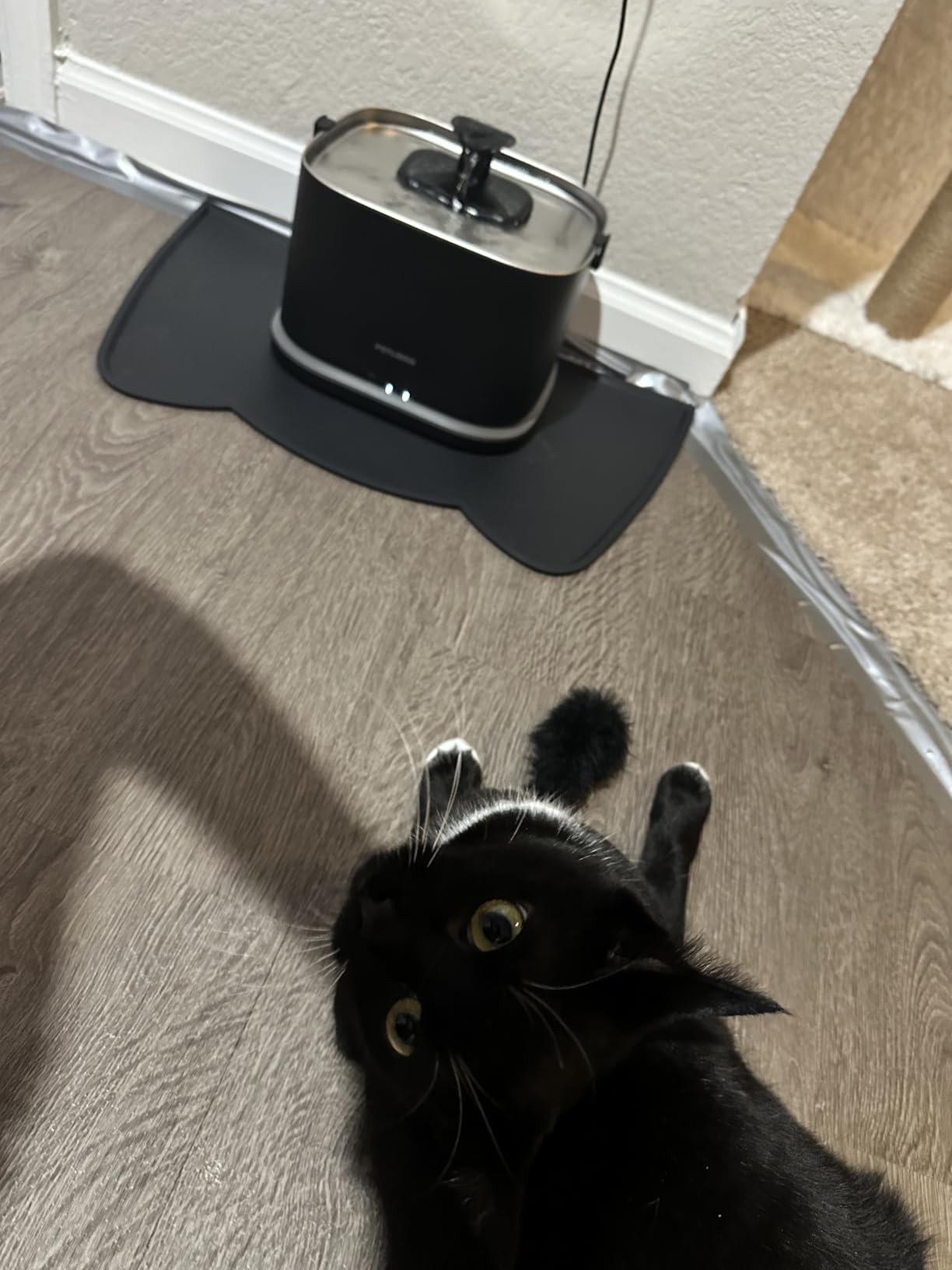 PETLIBRO Upgrade Cat Water Fountain Stainless Steel Tray, Dockstream 2 Cat Fountain Indoor, 3L/101oz Auto Cat Fountains for Drinking, App Monitoring Pet Water Fountain Dog, 5G WiFi Cat Water Dispenser customer photo 1