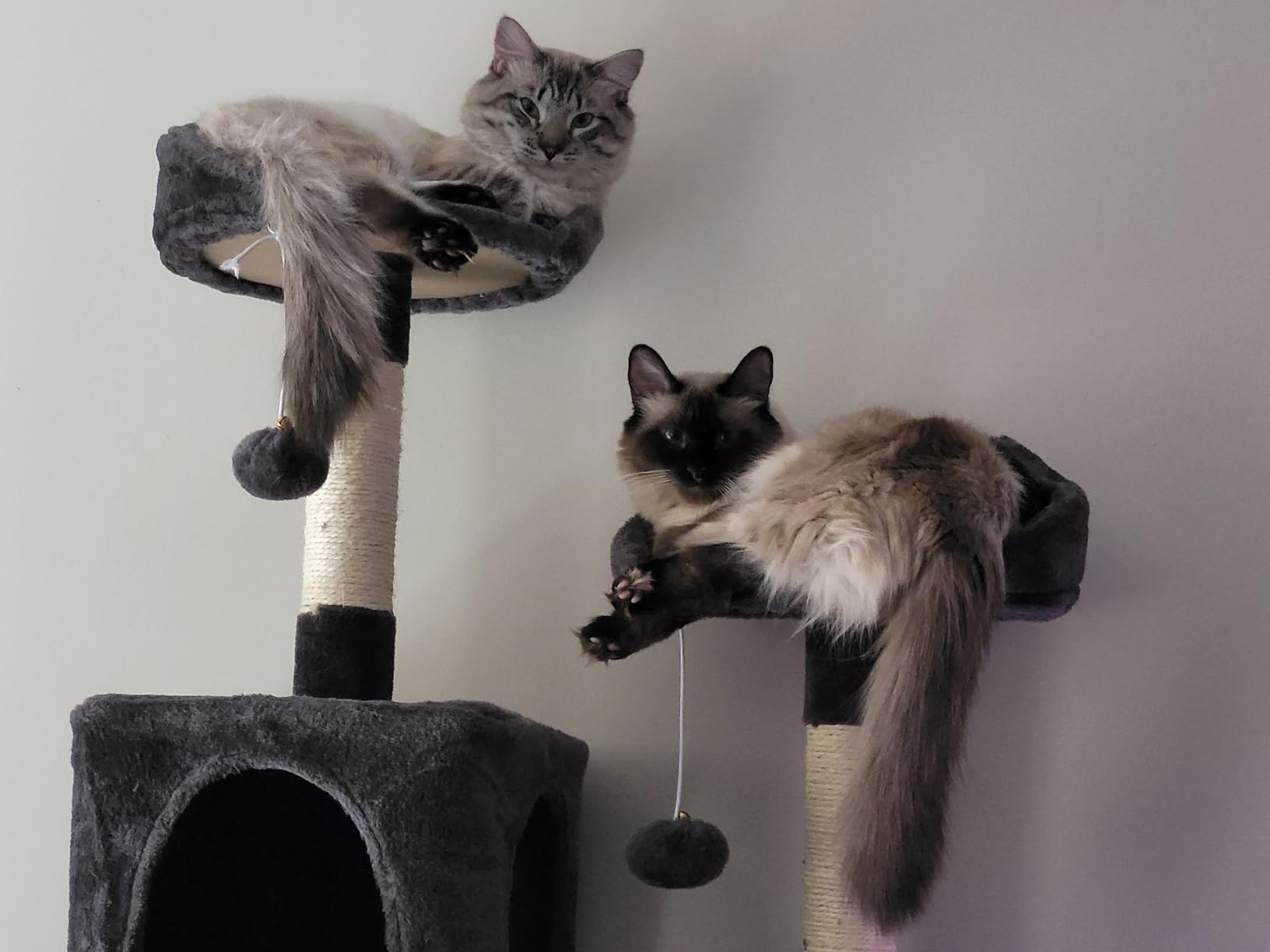 PETLIBRO Upgrade Cat Water Fountain Stainless Steel Tray, Dockstream 2 Cat Fountain Indoor, 3L/101oz Auto Cat Fountains for Drinking, App Monitoring Pet Water Fountain Dog, 5G WiFi Cat Water Dispenser customer photo 2