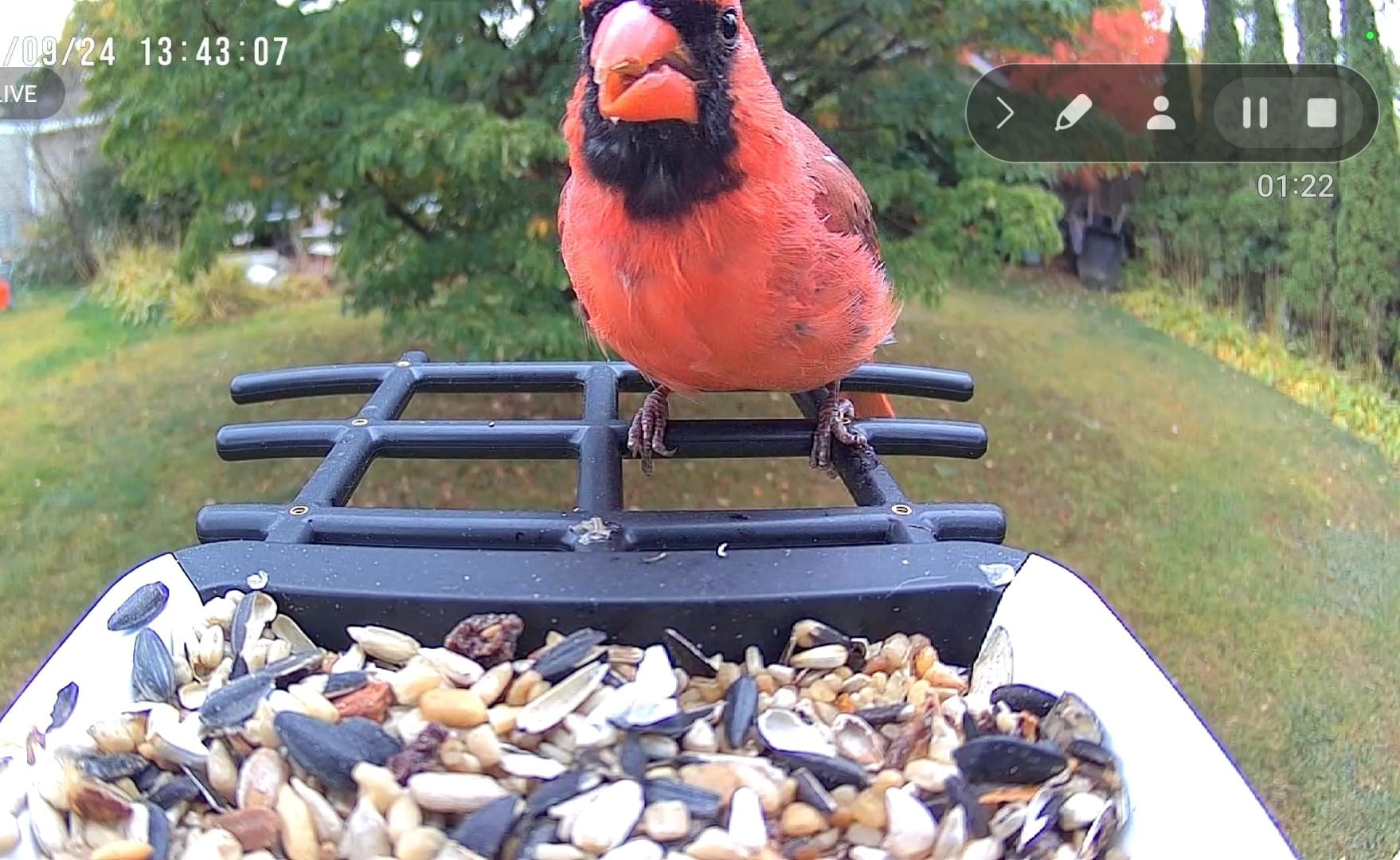 Smart Bird Feeder with Camera - Solar Powered Bird Watching Camera with 2K HD Live View, Auto Capture & AI Identify 10,000+ Species, 2.4G WiFi Outdoor Birdhouse, Ideal Gifts for Bird Lovers customer photo 1