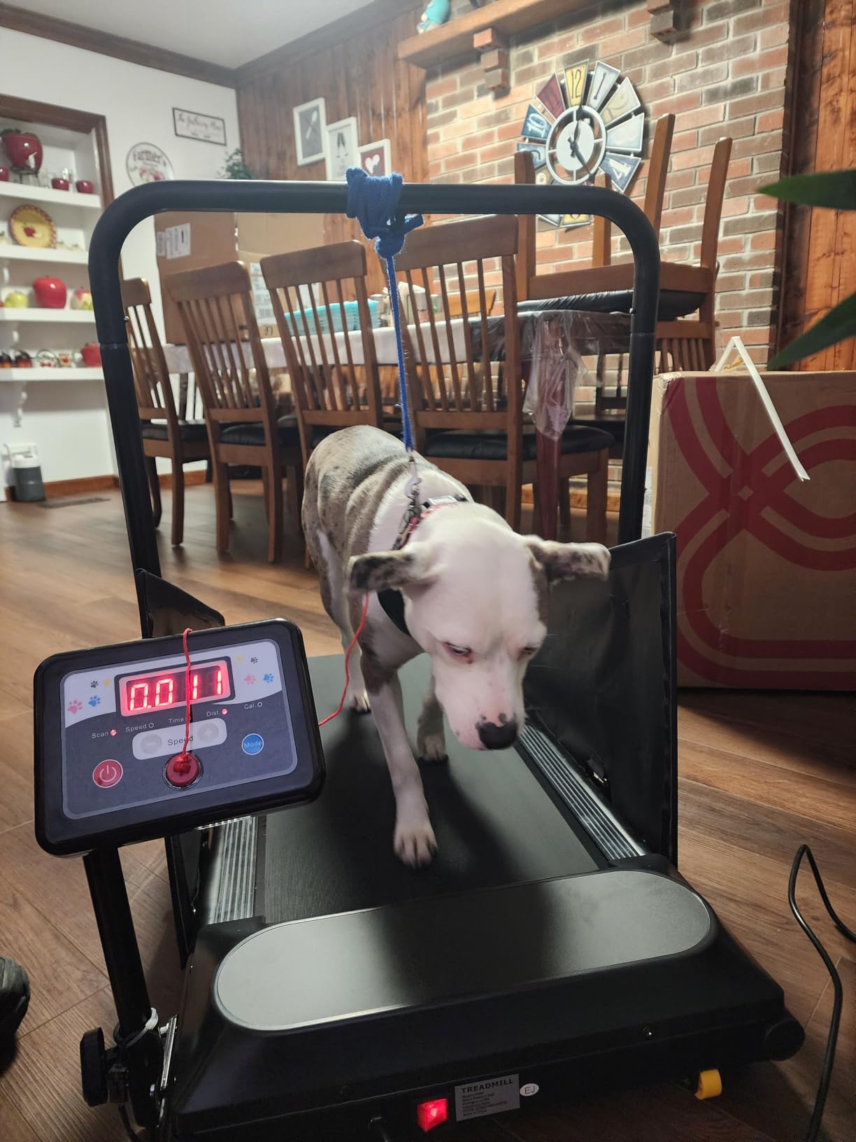 Petbobi Dog Treadmill for Small & Medium Dogs- Quiet Indoor Pet Exercise Machine with 360 Degree Rotatable Display, Remote Control & Wheels, Heavy-Duty 265 lbs Capacity for Fitness & Weight Management customer photo 1