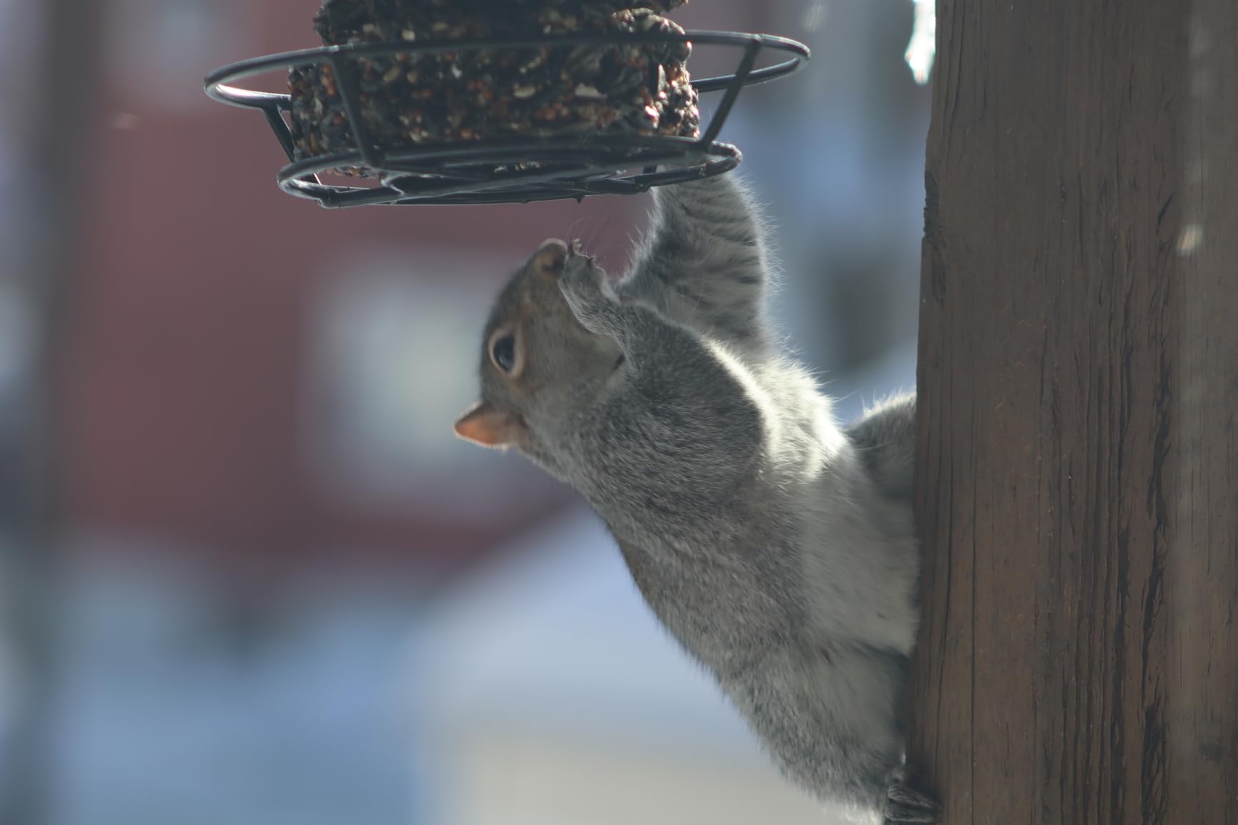 Canon RF75-300mm F4-5.6 customer photo 1