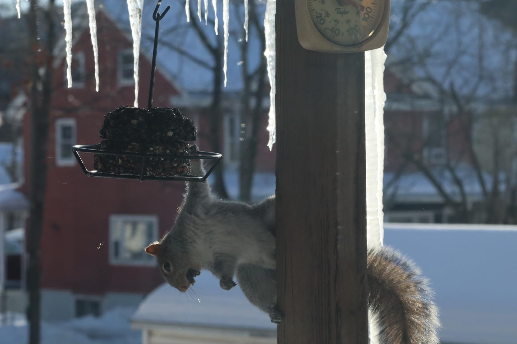 Canon RF75-300mm F4-5.6 customer photo 2