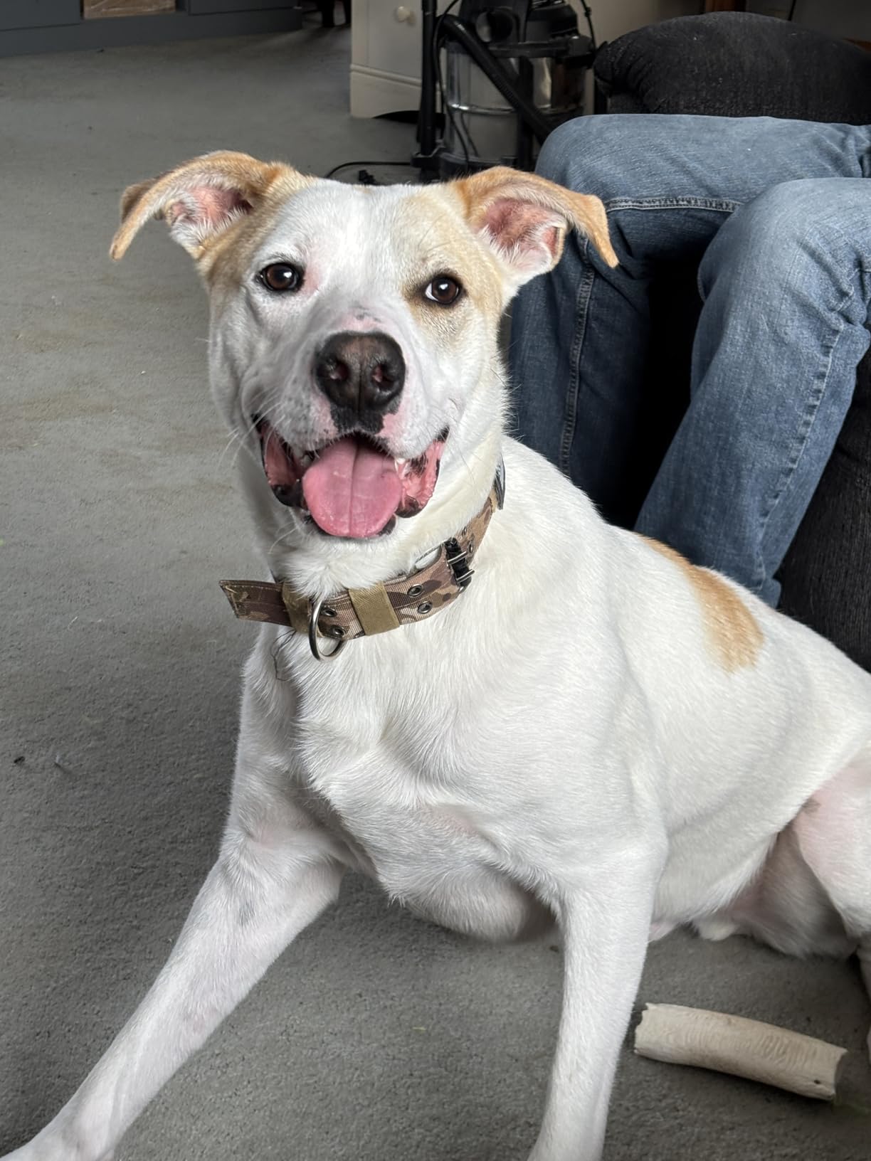 BLACKDOG Military Dog Shock Collar - 4200ft Dog Training Collar with Remote, 4 Training Modes, Flashlight & Strobe, 3-Month Battery, IP67 Waterproof Dog E Collar for All Breeds 5-150lbs customer photo 1