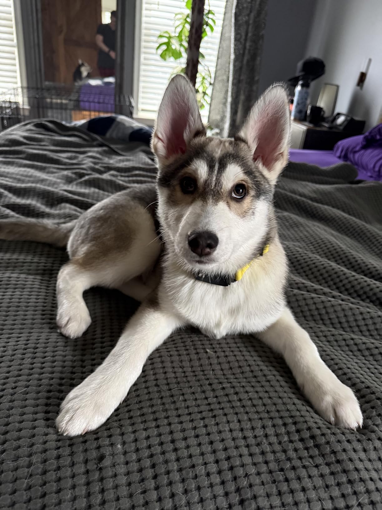 Fi New Series 3+ Smart Dog Tracker Collar [6 Month Membership Included] GPS Tracker for Dogs with Health & Behavior Monitoring, Escape Alerts, Waterproof, LED, Apple Watch Compatible (Blue, Large) customer photo 1