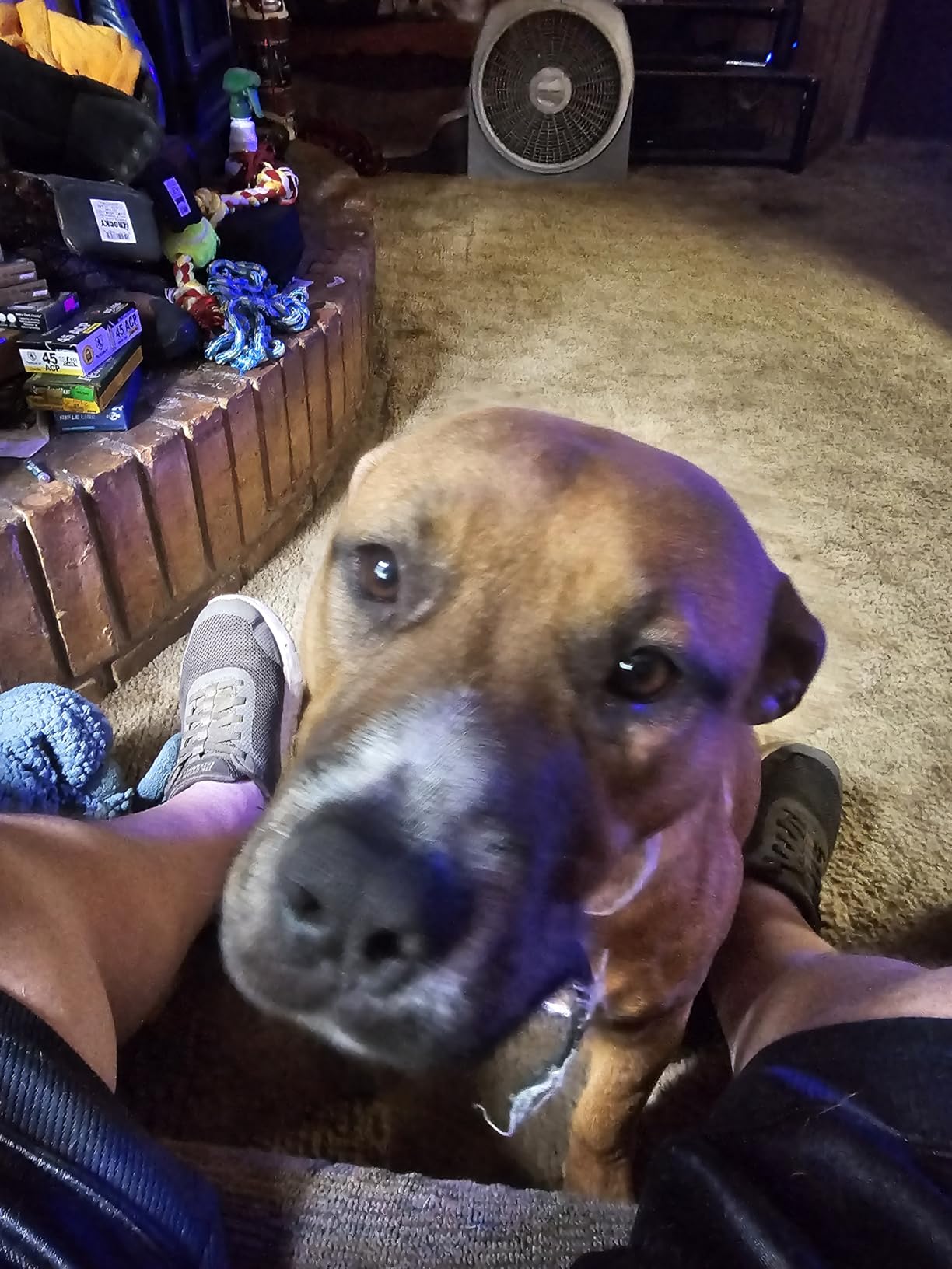 Fi New Series 3+ Smart Dog Tracker Collar [6 Month Membership Included] GPS Tracker for Dogs with Health & Behavior Monitoring, Escape Alerts, Waterproof, LED, Apple Watch Compatible (Pink, Medium) customer photo 2