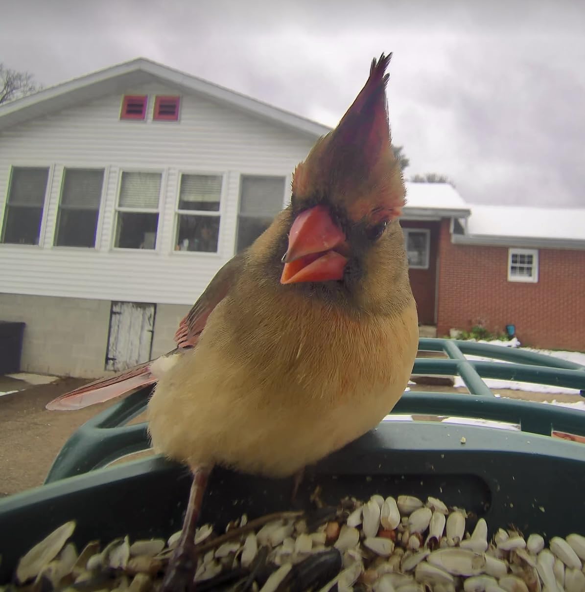 Solar Smart Bird Feeder with Camera, AI Bird Species Identification, 8MP Photos, 4K UHD Video Live Stream Wild Bird House Feeders for Outdoors, Bird Watching Gifts for Bird Lovers, Green customer photo 2