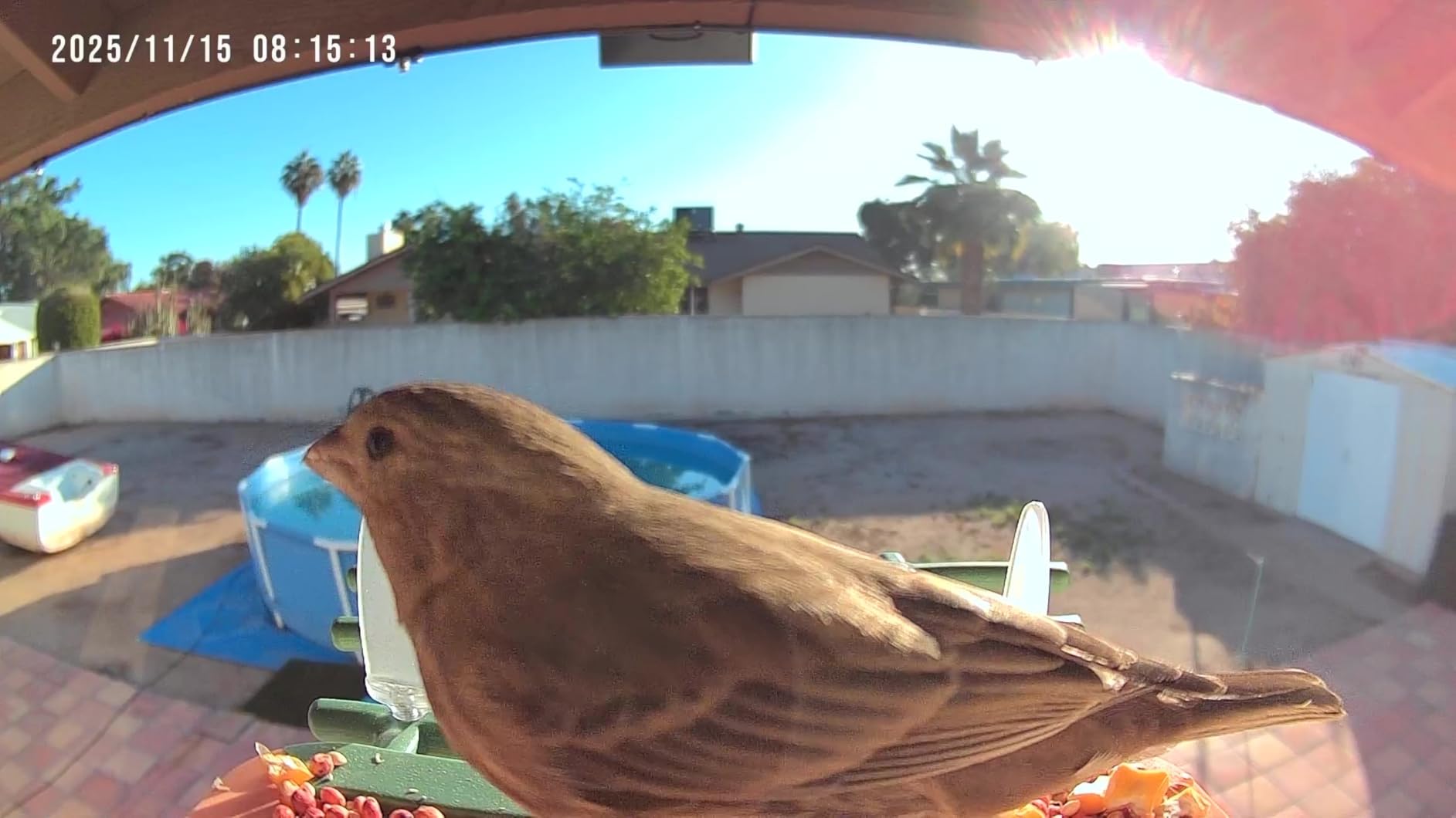 Smart Bird Feeder with Camera with AI Identify Birds Species & Solar Panel, WiFi Birdfeeder with Cam, 2K Live View, Chew-Proof & Waterproof Design, Real-Time App Alerts, Gift for Bird Lovers, Green customer photo 2