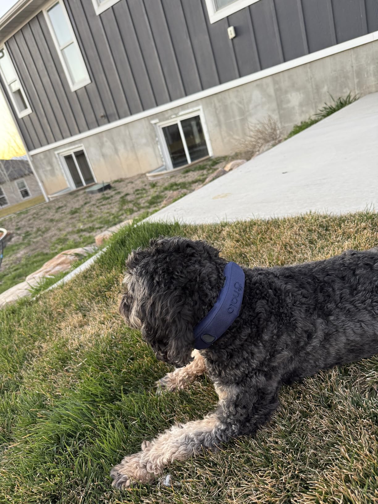 Halo Collar 5 Wireless Dog Fence & GPS Dog Collar, Keep Your Dog Safely Contained Outdoors with App-Controlled Boundaries and Real-Time Tracking, One Size, Graphite customer photo 2