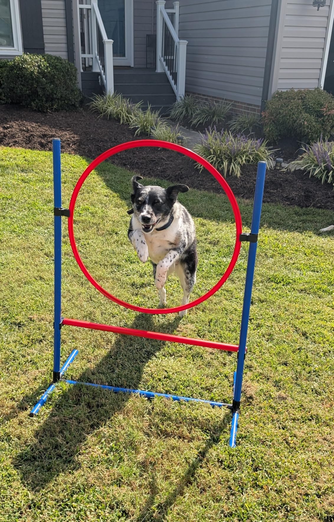 DWVO Dog Agility Accessories Kit: Comprises of a Teaser Pole, 2 Hurdles, 6 Weaving Poles, Agility Tunnel, Pause Box, Full Set of Agility Equipment for Backyard Indoors Outdoors customer photo 2
