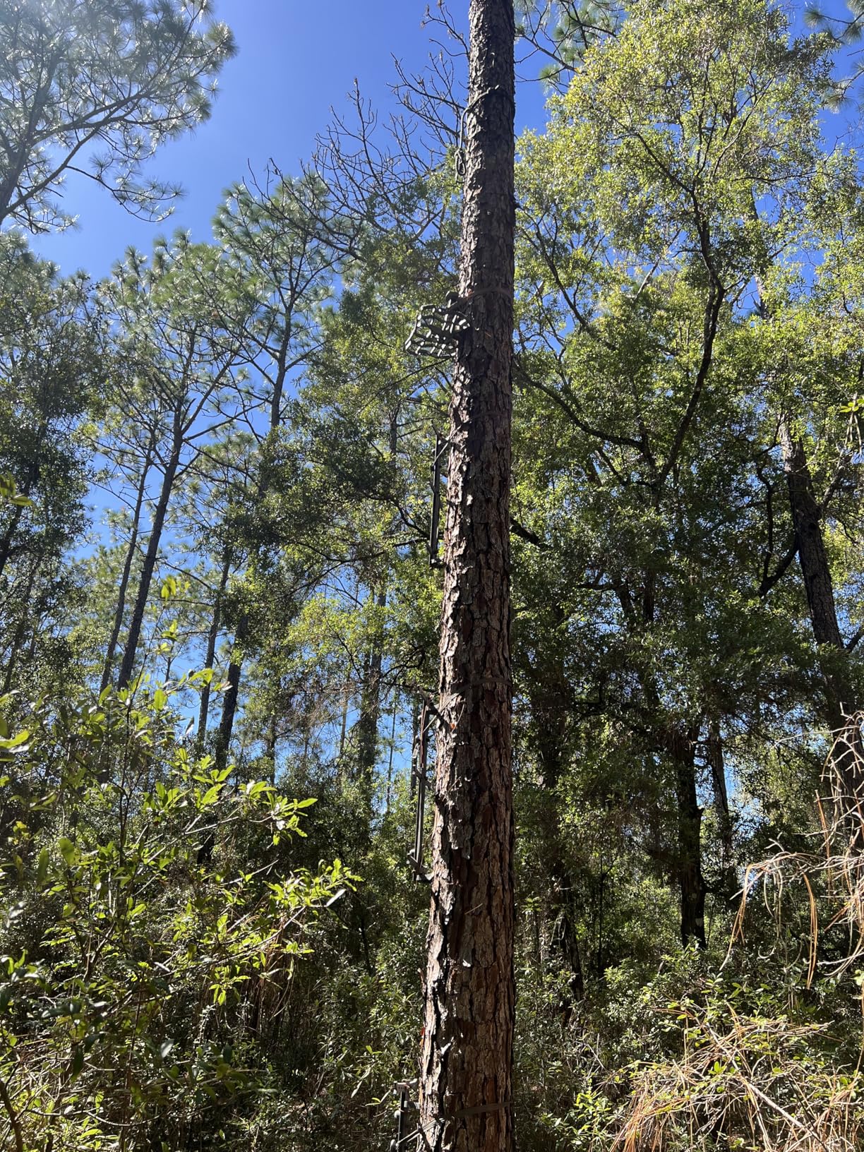 XOP Edge Aluminum Tree Saddle Platform - Adjustable Saddle Hunting Platform - Tree Saddle Hunting System customer photo 1