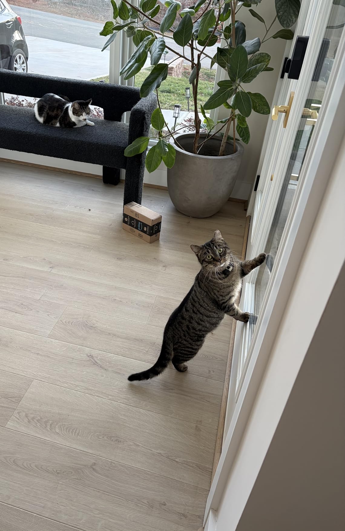 Pawfit Lite for Cats 4g GPS Tracker | Ultra-Small (<18g) Design | Real-Time Tracking | Activity Monitoring | Location History | Unlimited Range | Safety Collar Included | Onyx Black customer photo 1