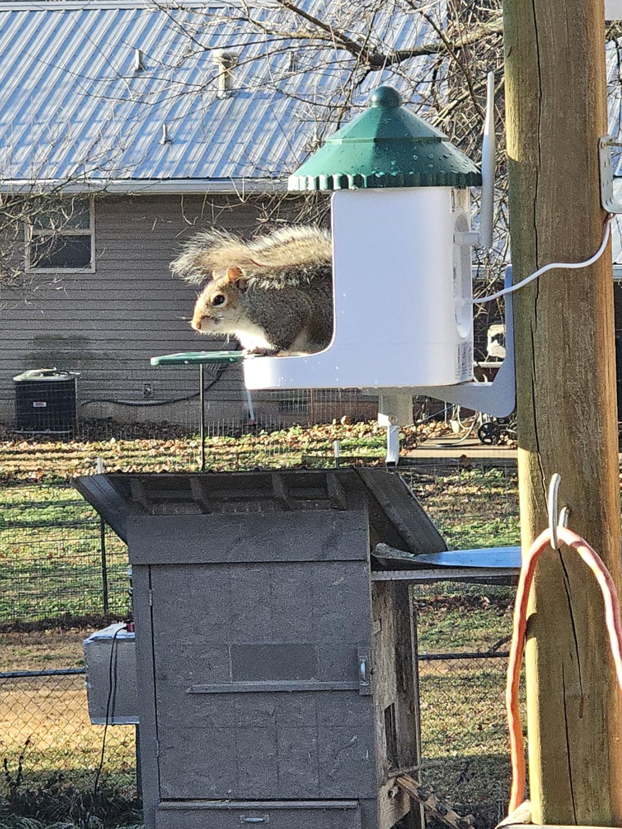 Bird Feeder with Camera AI Identify 2K Live Video Smart Bird Feeder with Camera, 2.4GHZ WiFi Solar Birds House Cameras, Motion Detection Instant Arrival Alerts, Ideal Present for Birds Lovers customer photo 2