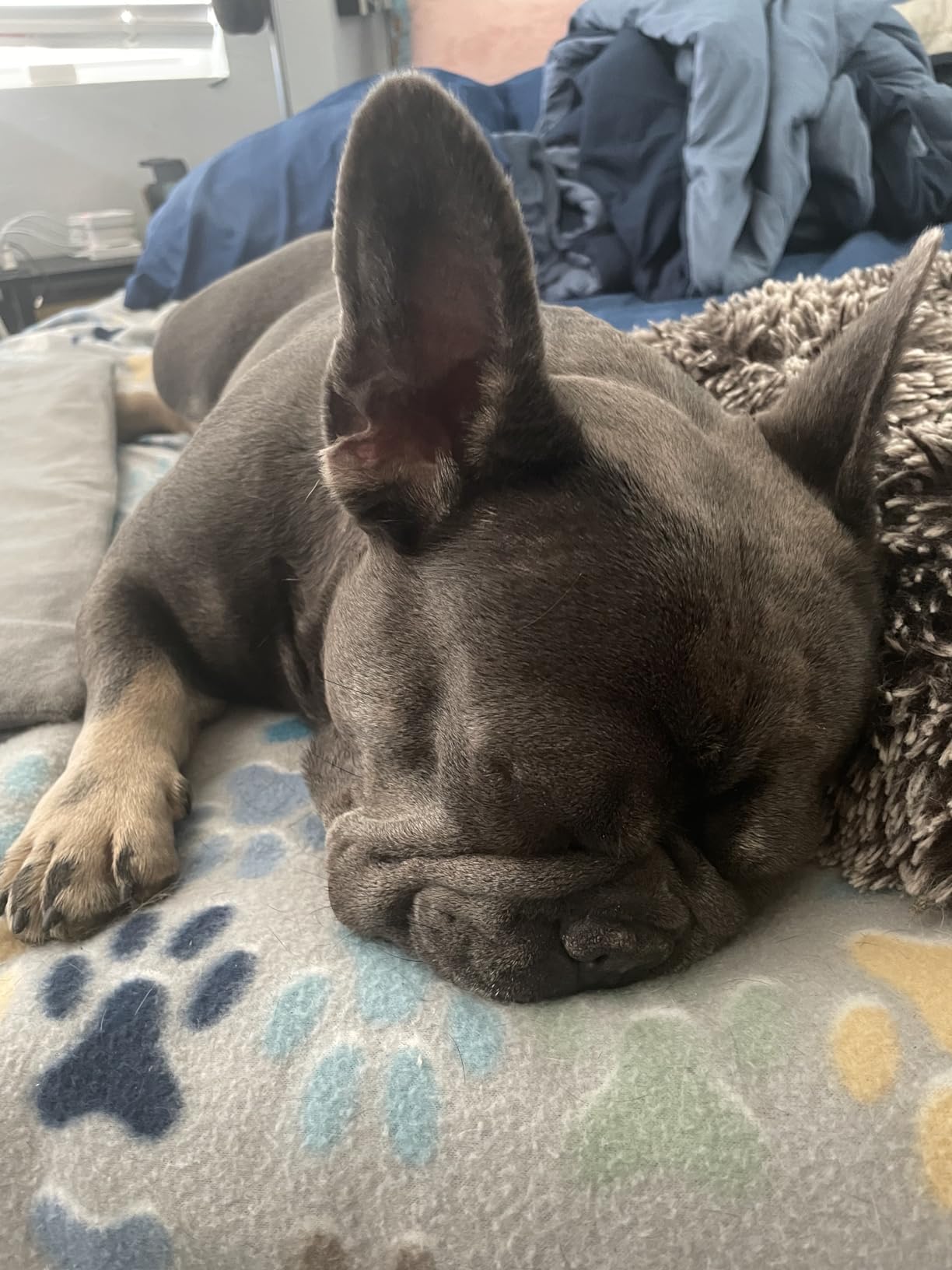 Dog Bark Deterrent Device- Ultrasonic Anti Barking Device for Dogs, 3X Emitters, Rechargeable Trainer for Dogs 6M-8Y, Indoor/Outdoor (Black) customer photo 1